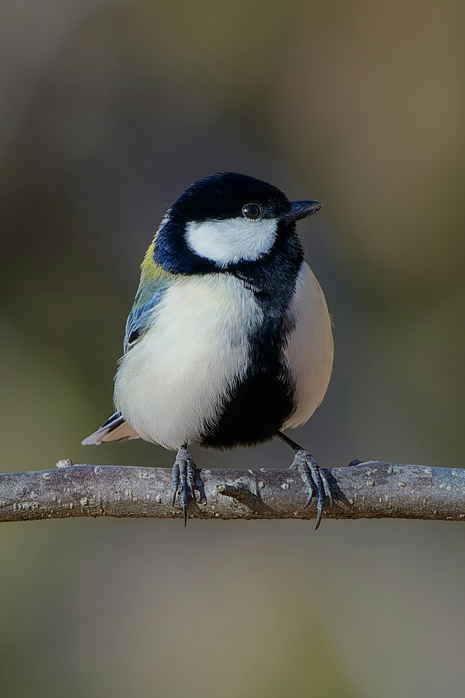 Un piccolo uccello appollaiato su un ramo con testa blu e pancia bianca su sfondo sfocato