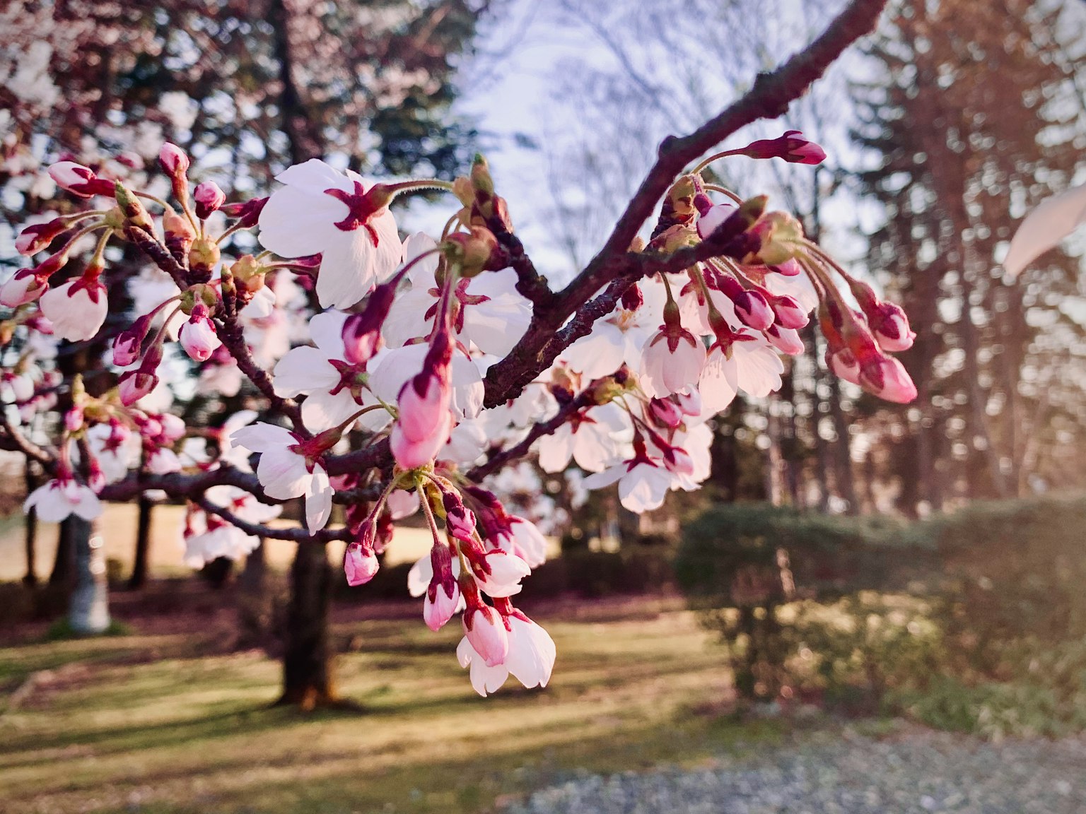 Branche de cerisier en fleurs avec des fleurs roses dans un jardin verdoyant et des arbres en arrière-plan