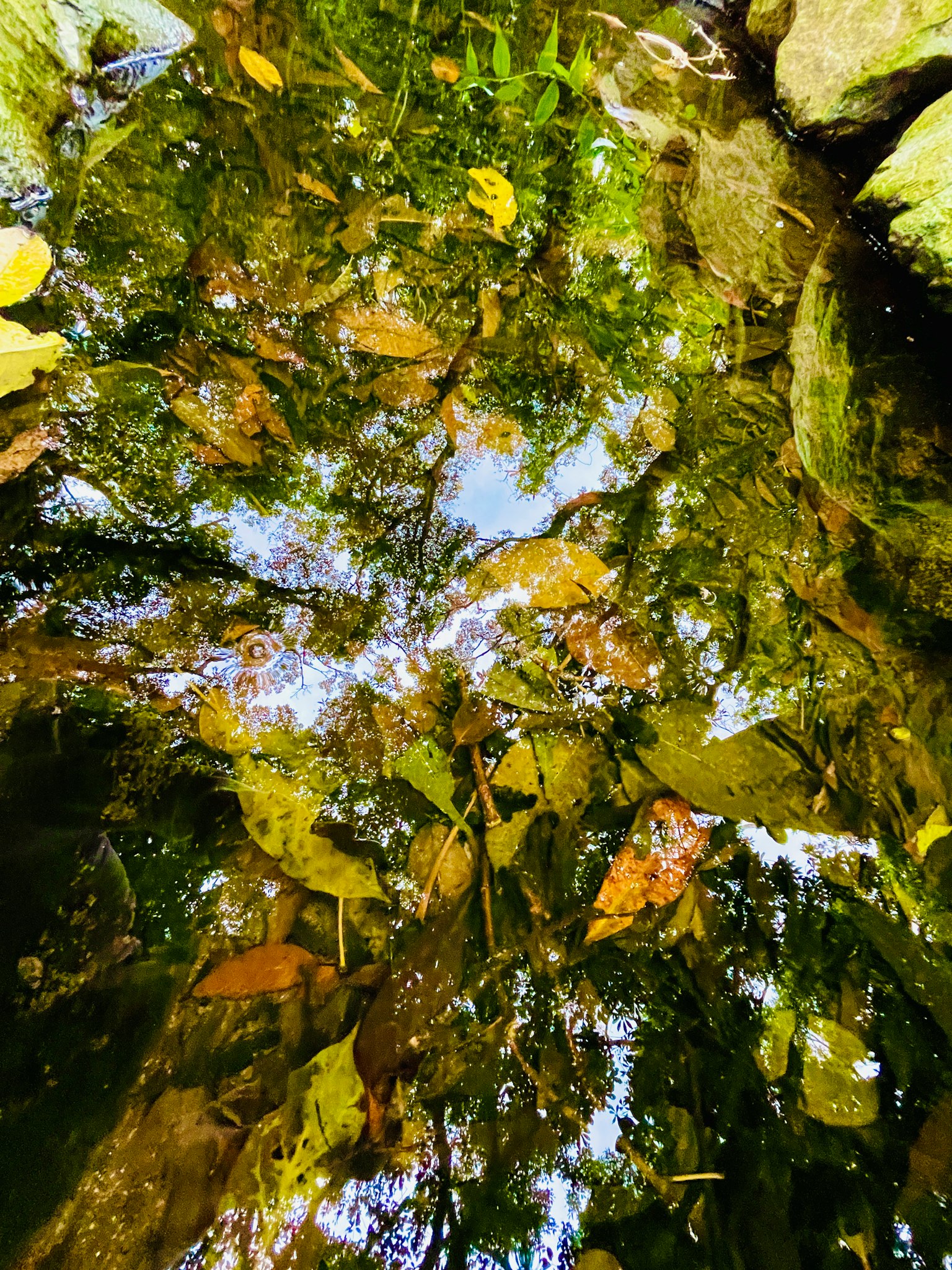 Reflet des feuilles d'automne et des arbres sur la surface de l'eau