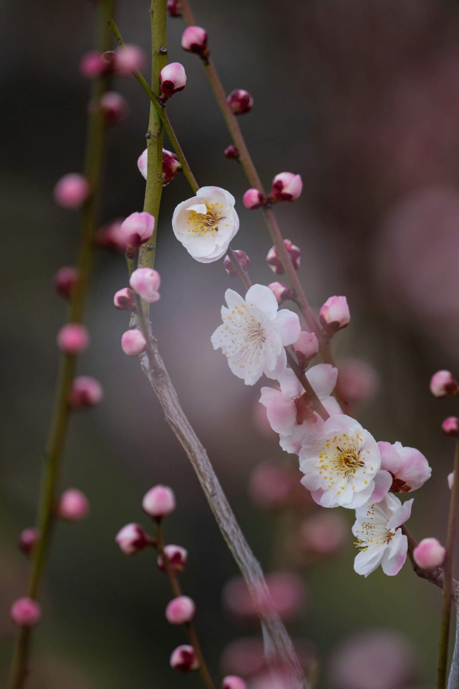 Nahaufnahme eines Zweigs mit weißen Blüten und rosa Knospen