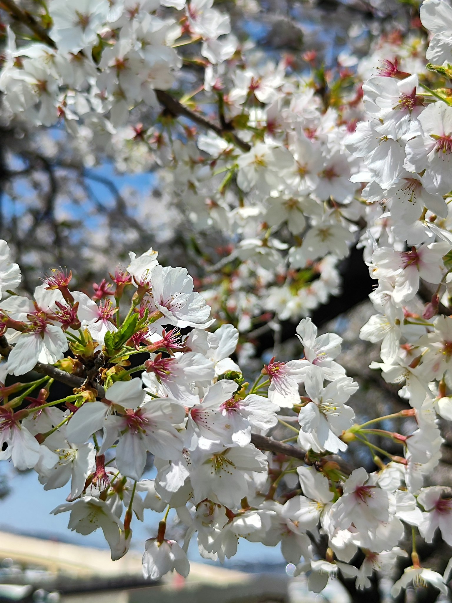 櫻花樹枝特寫，白色花朵映襯藍天