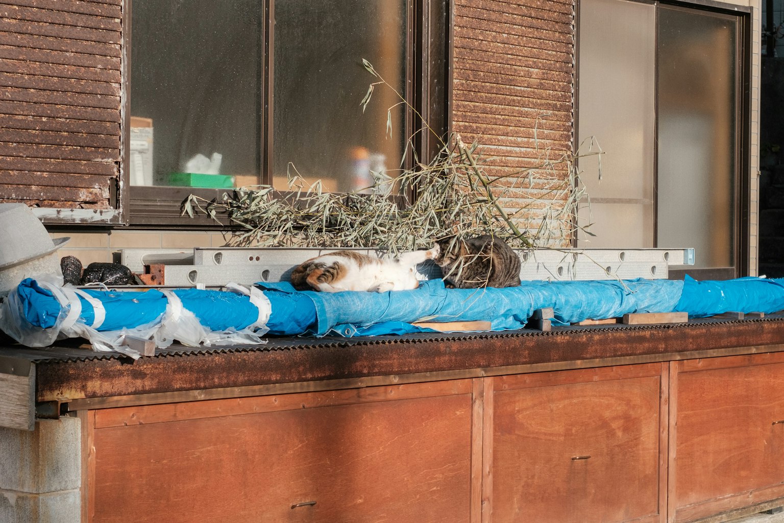 Un gatto che dorme su un telo blu con una finestra sullo sfondo
