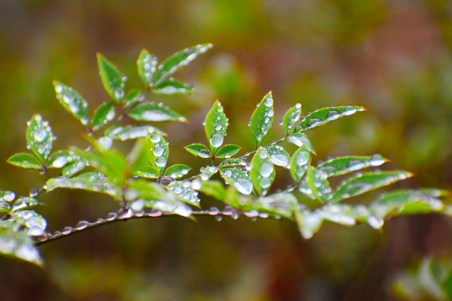 Close-up of green leaves with water droplets