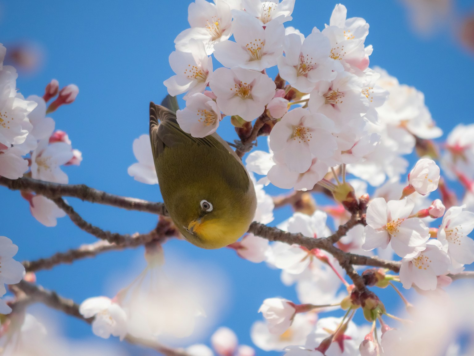 Oiseau moineau japonais parmi les cerisiers en fleurs