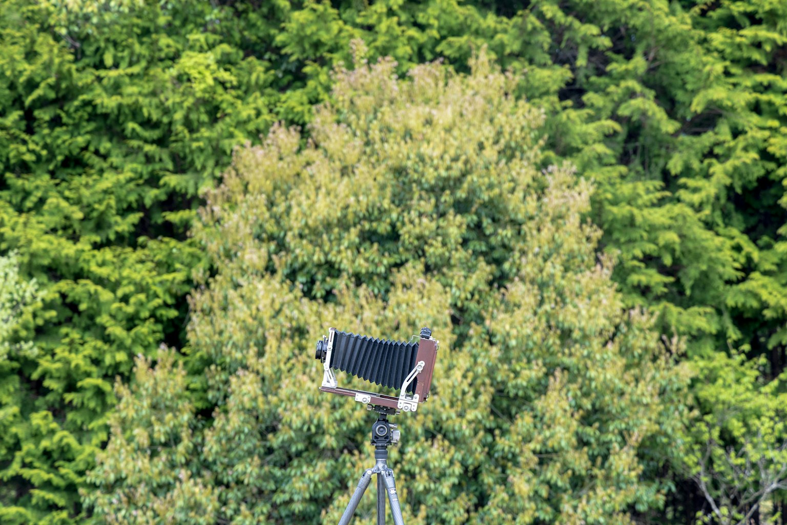 An old camera on a tripod surrounded by lush green trees