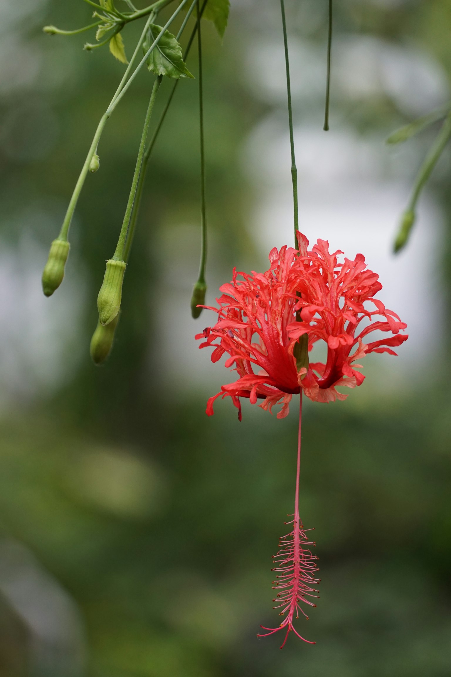 Una flor roja vibrante colgando sobre un fondo verde