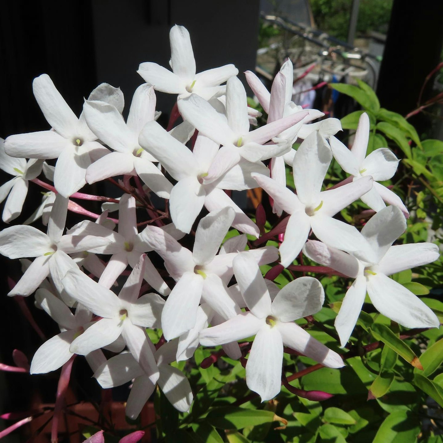 白色花朵的茉莉花植物特寫