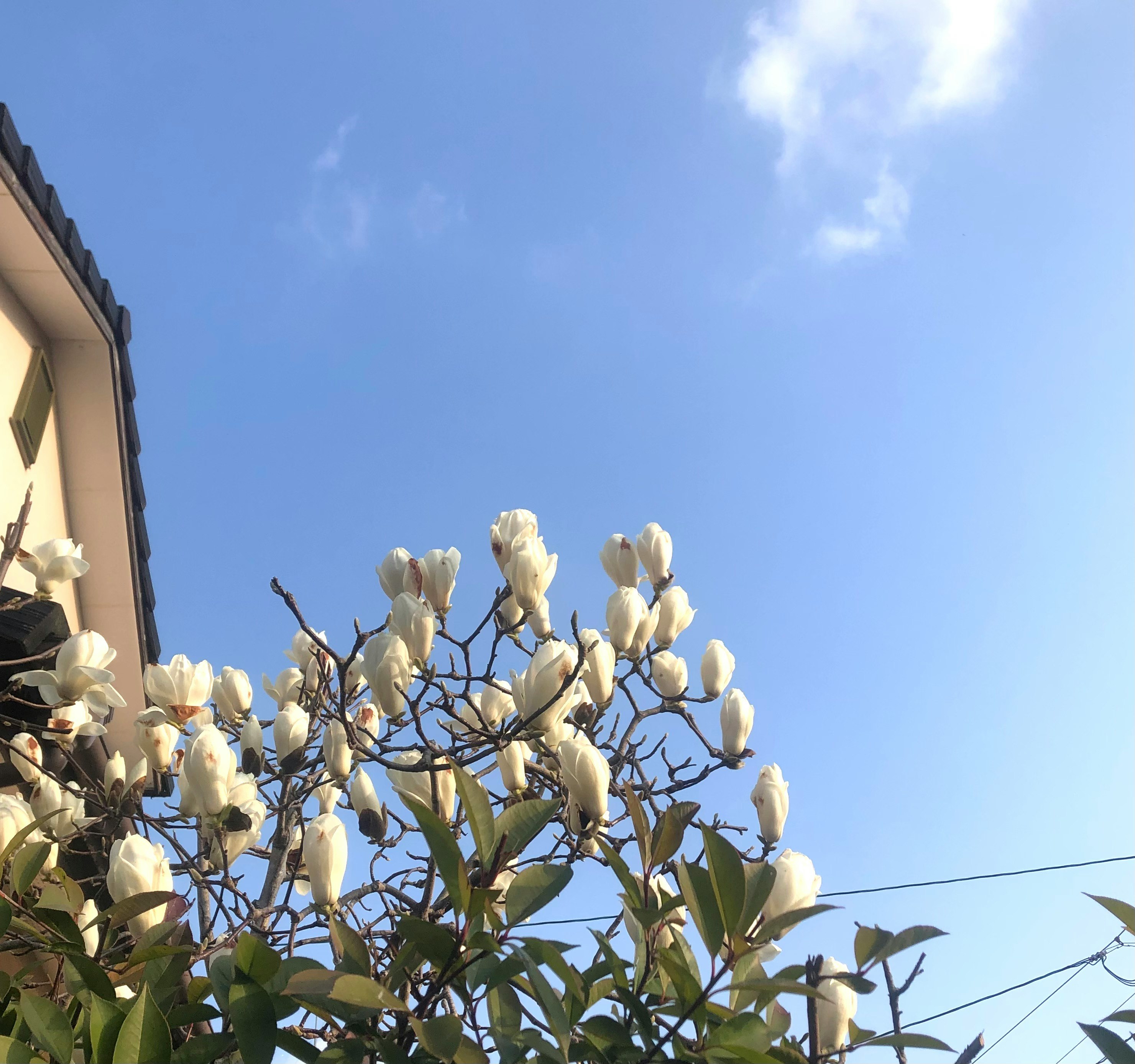 白い木蓮の花が咲きかけた庭先の空
