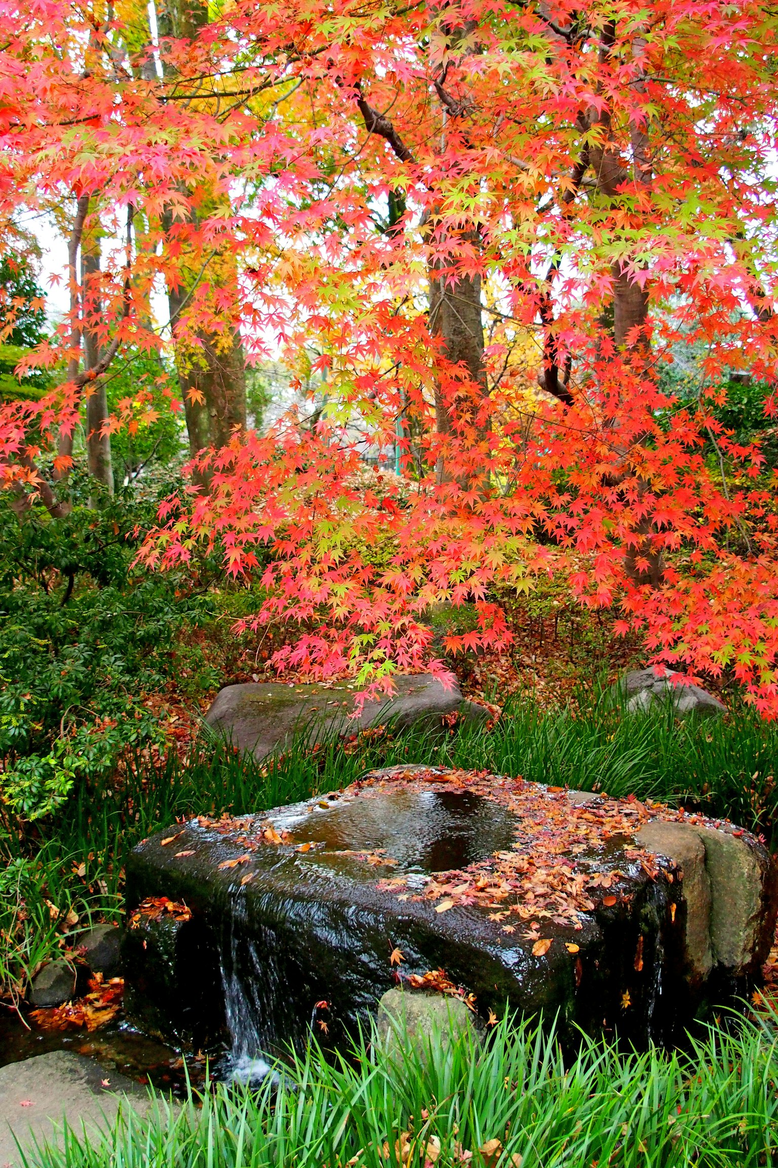 Scenic park view with vibrant autumn leaves stone basin and flowing water