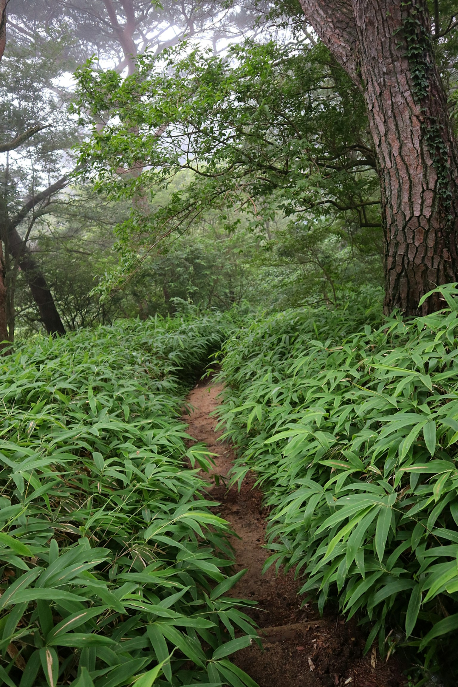 A misty forest path surrounded by lush green foliage