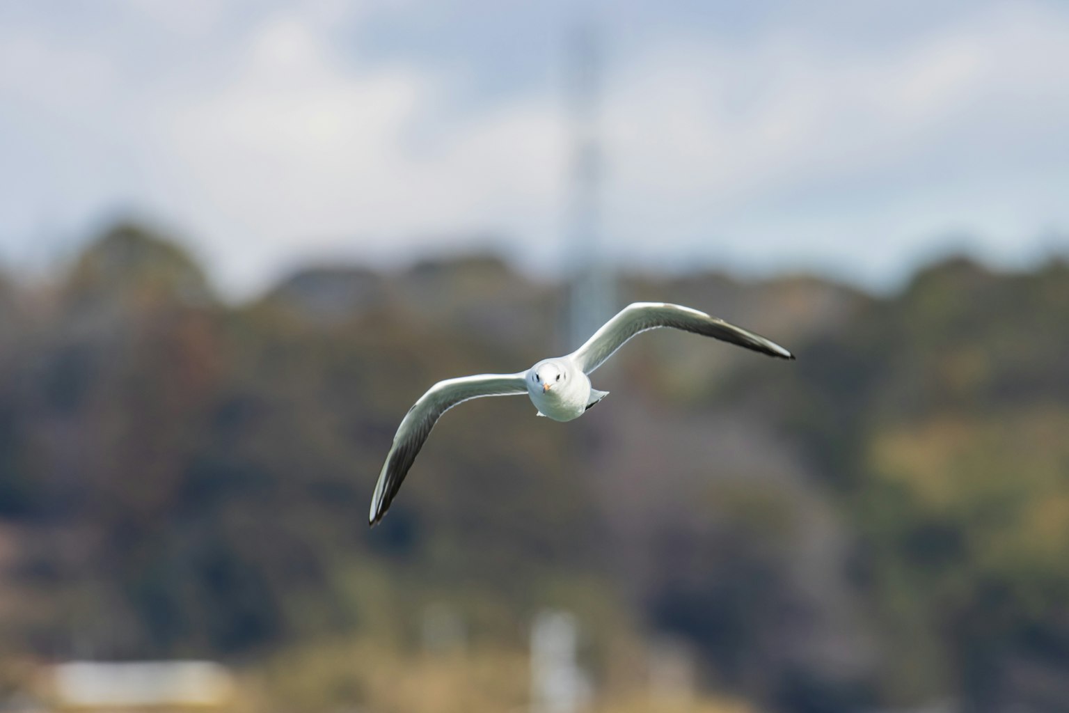 Una gaviota blanca volando en el cielo con un fondo natural borroso
