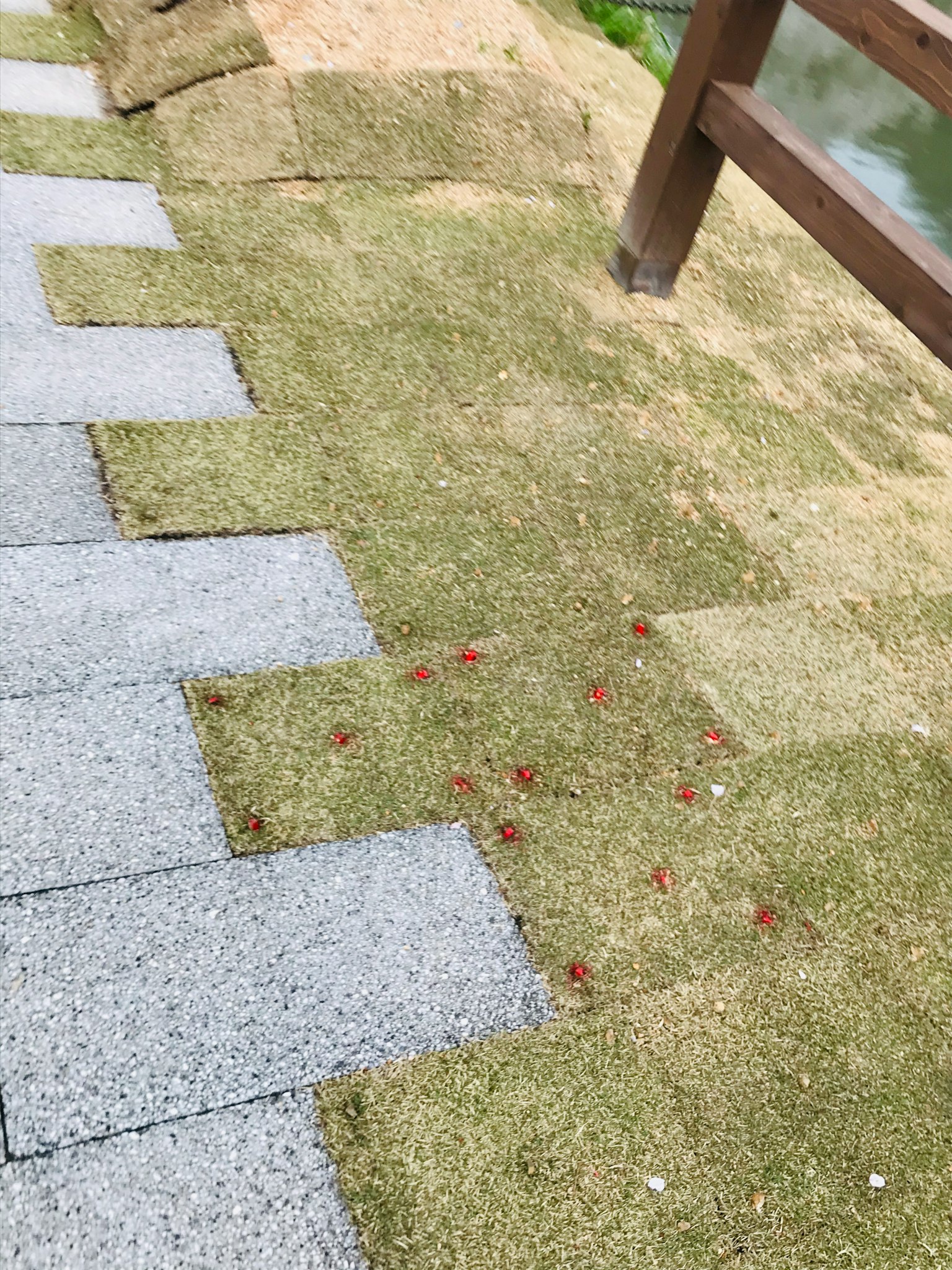 A scene featuring alternating green grass and stone pathway with scattered red flower petals