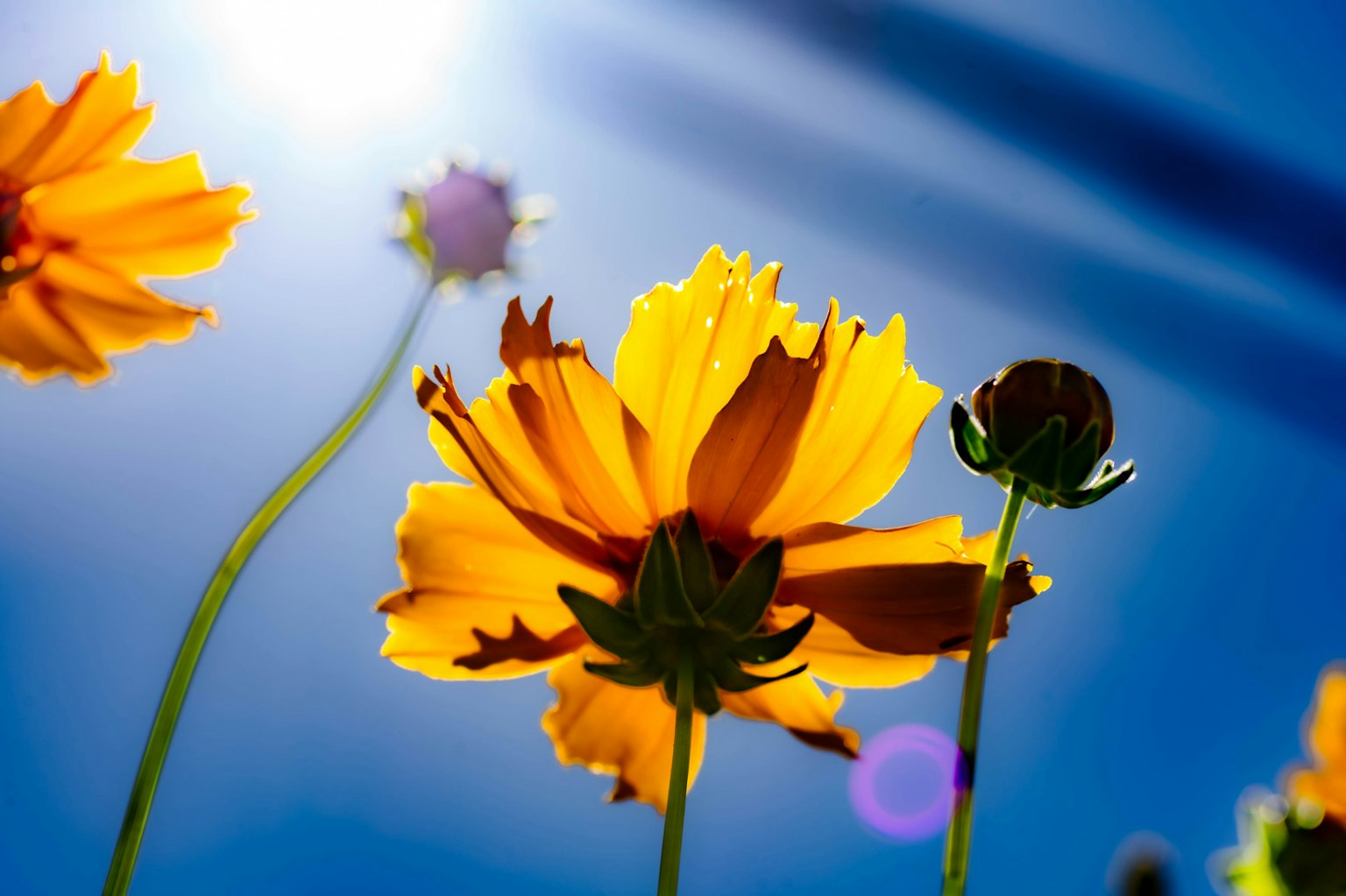 푸른 하늘 아래에서 피어나는 노란 꽃의 클로즈업