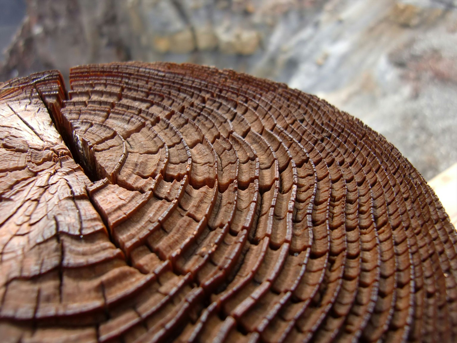 Imagen en primer plano de anillos de árbol mostrando una textura detallada