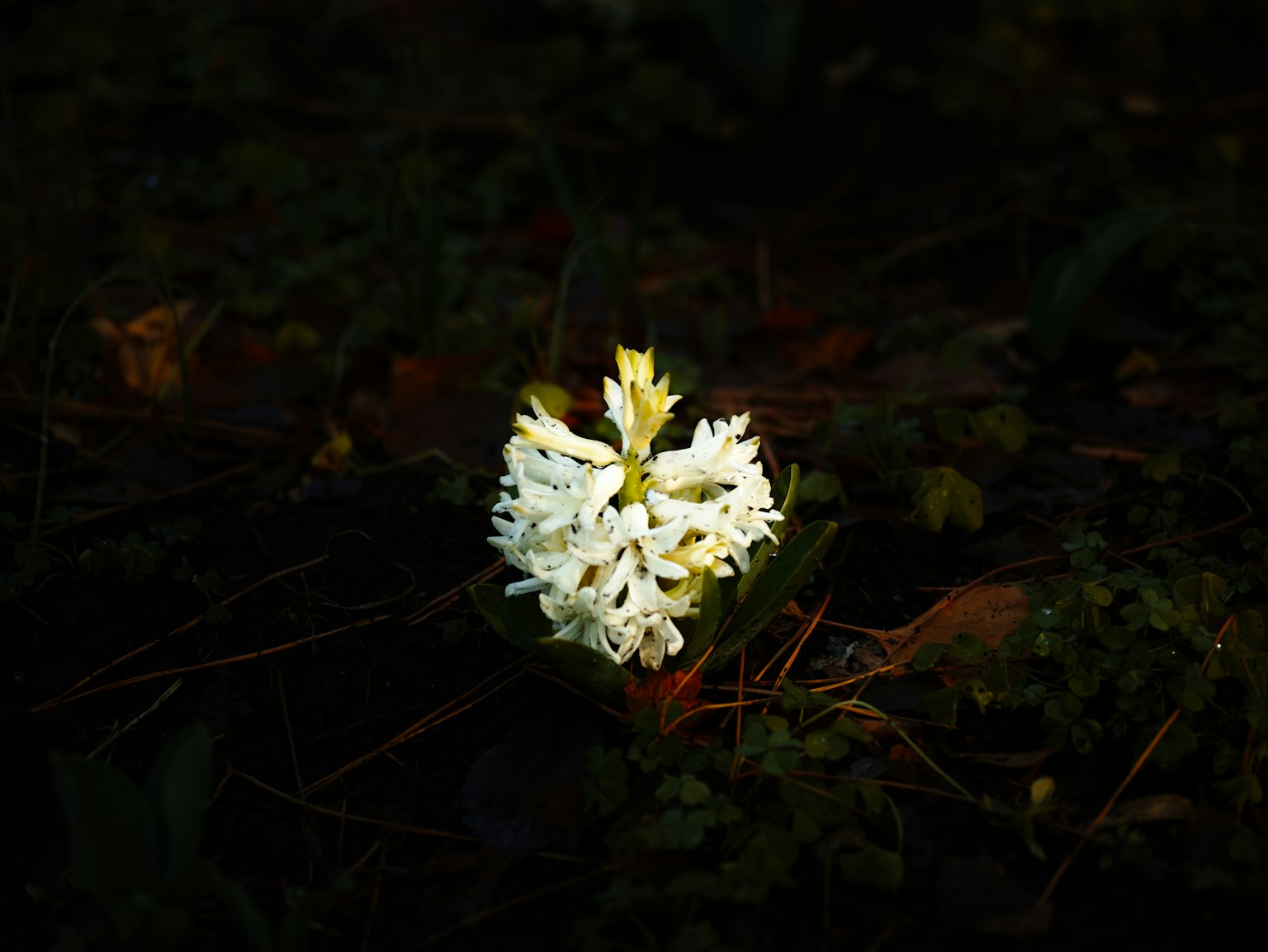 明亮的白花在黑暗背景下照亮