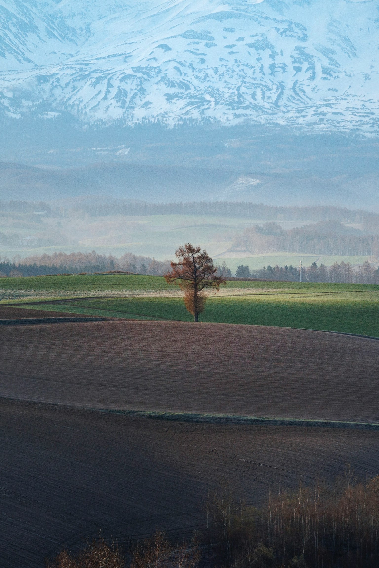 Un árbol solitario se erige en un paisaje sereno con campos ondulados