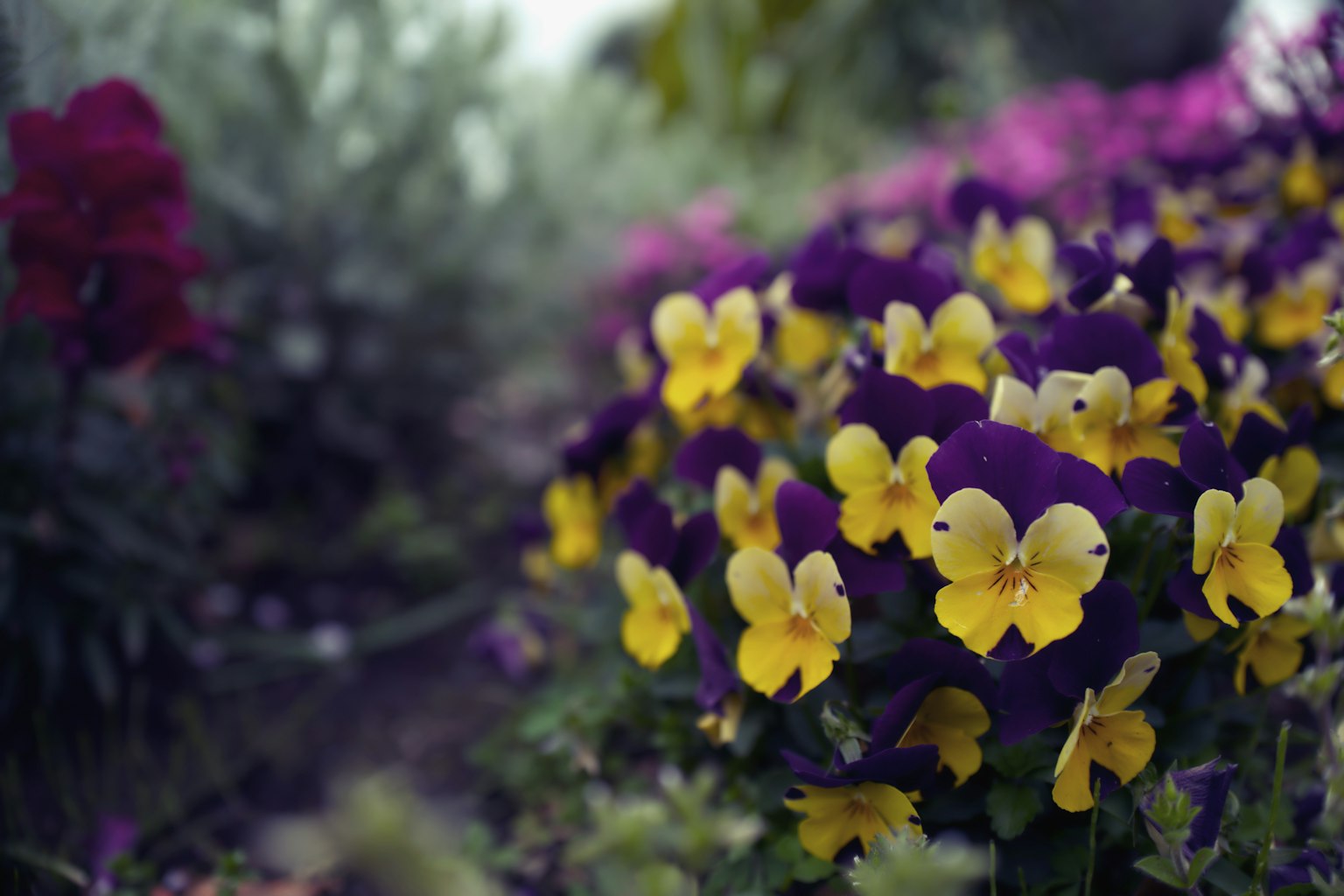 Una scena di giardino con viole del pensiero gialle e viola disposte tra altri fiori