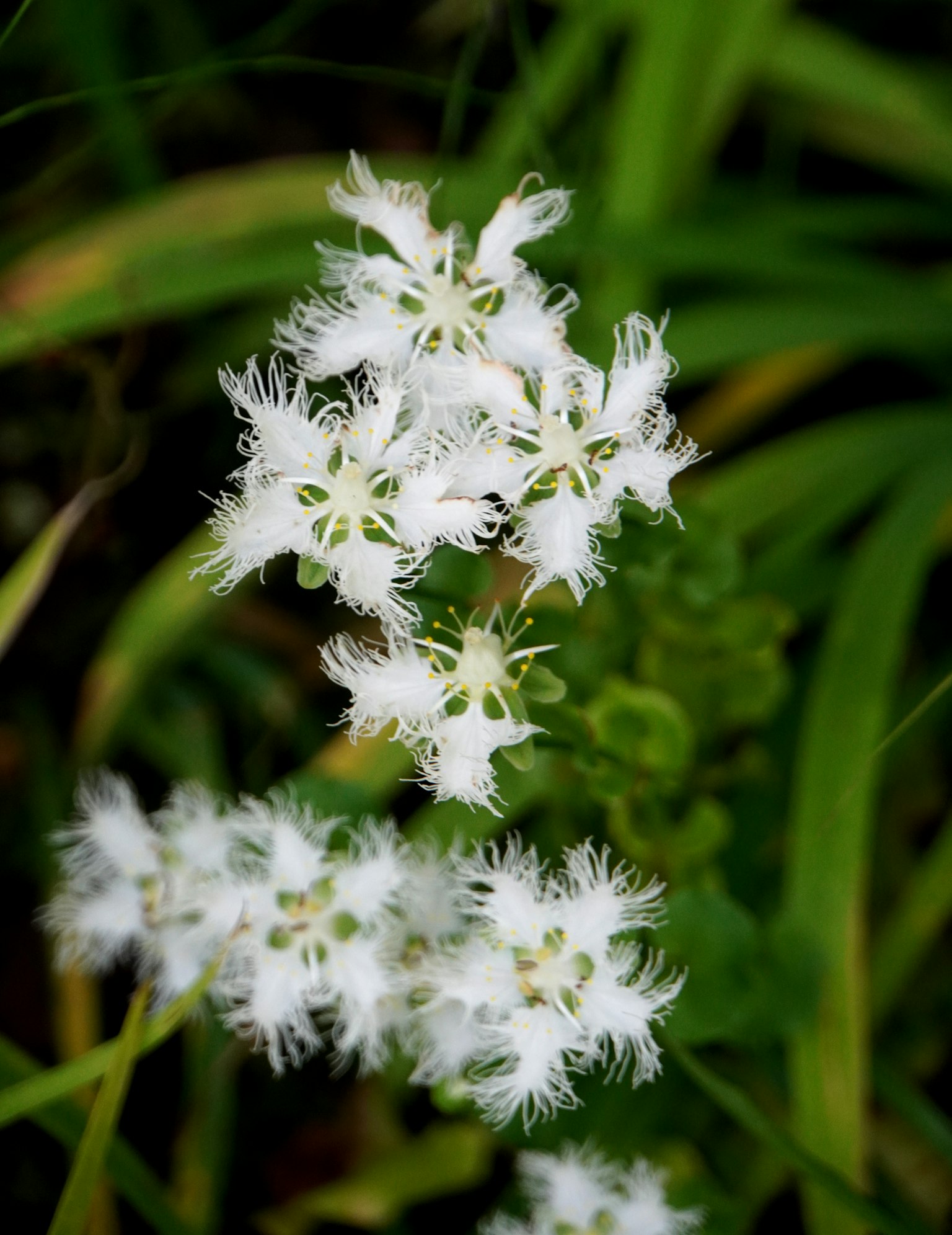 Cluster of fluffy white flowers surrounded by green leaves