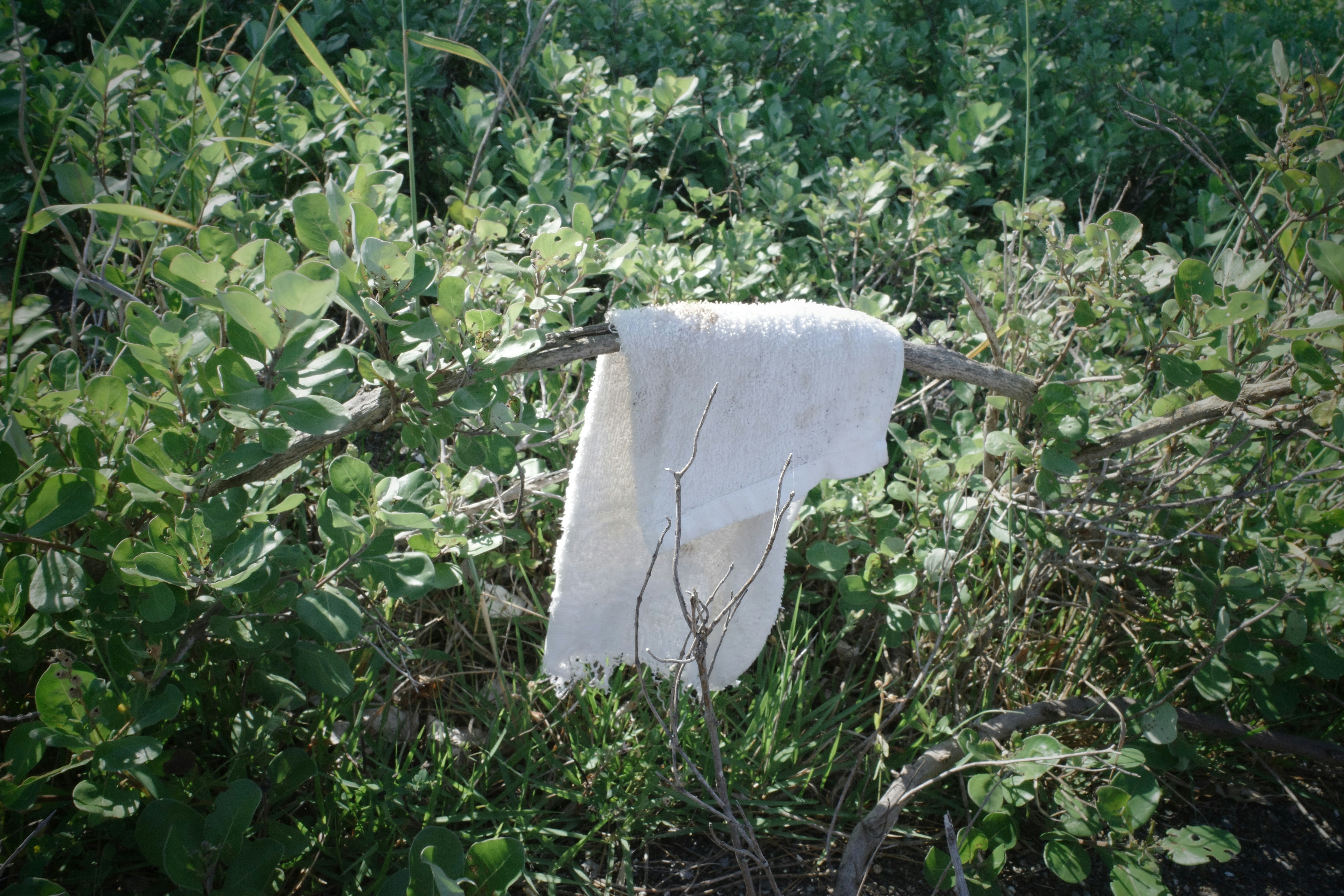 white cloth scrap lying in grass