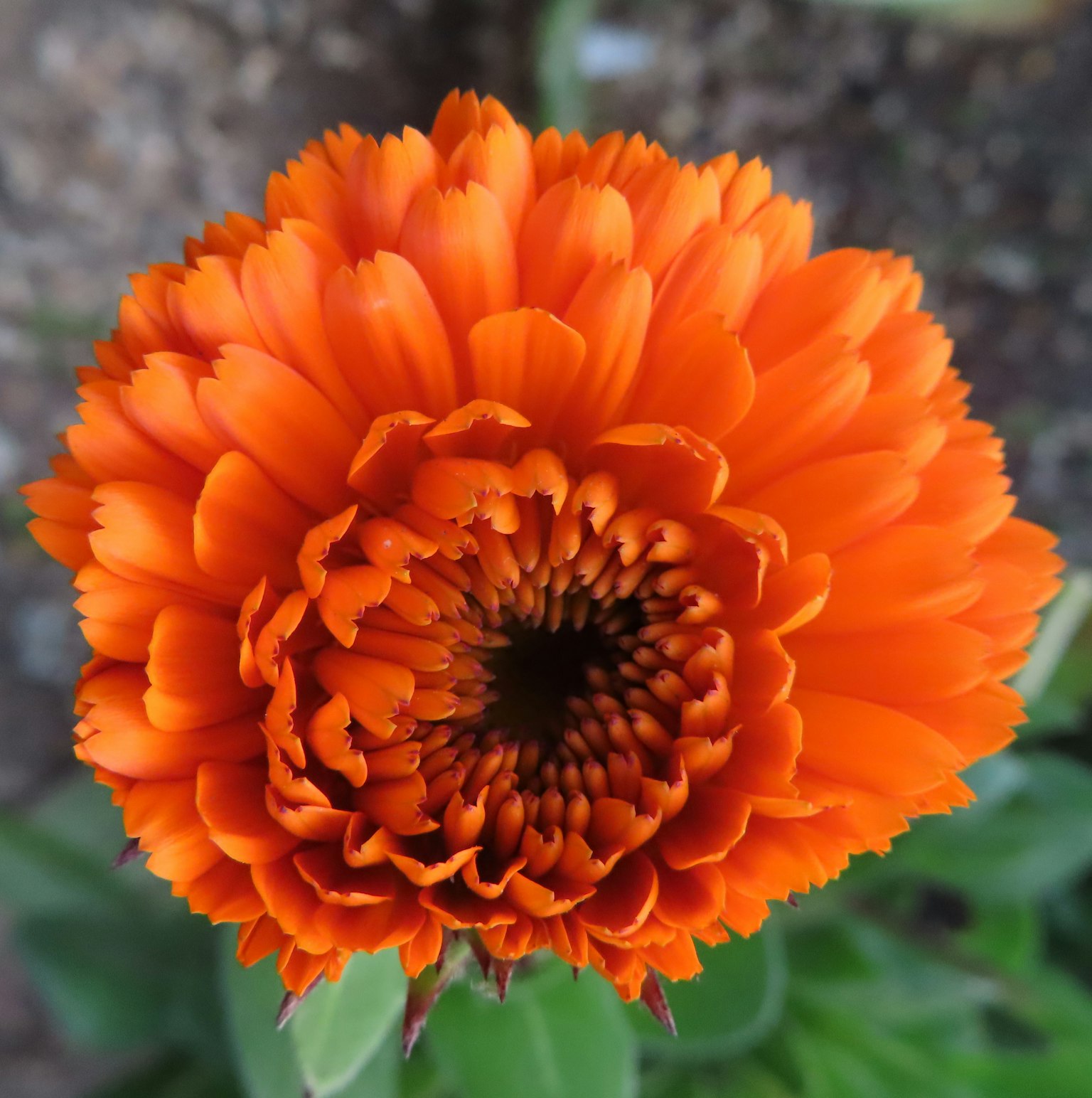Primo piano di un fiore di calendula arancione brillante con petali a strati