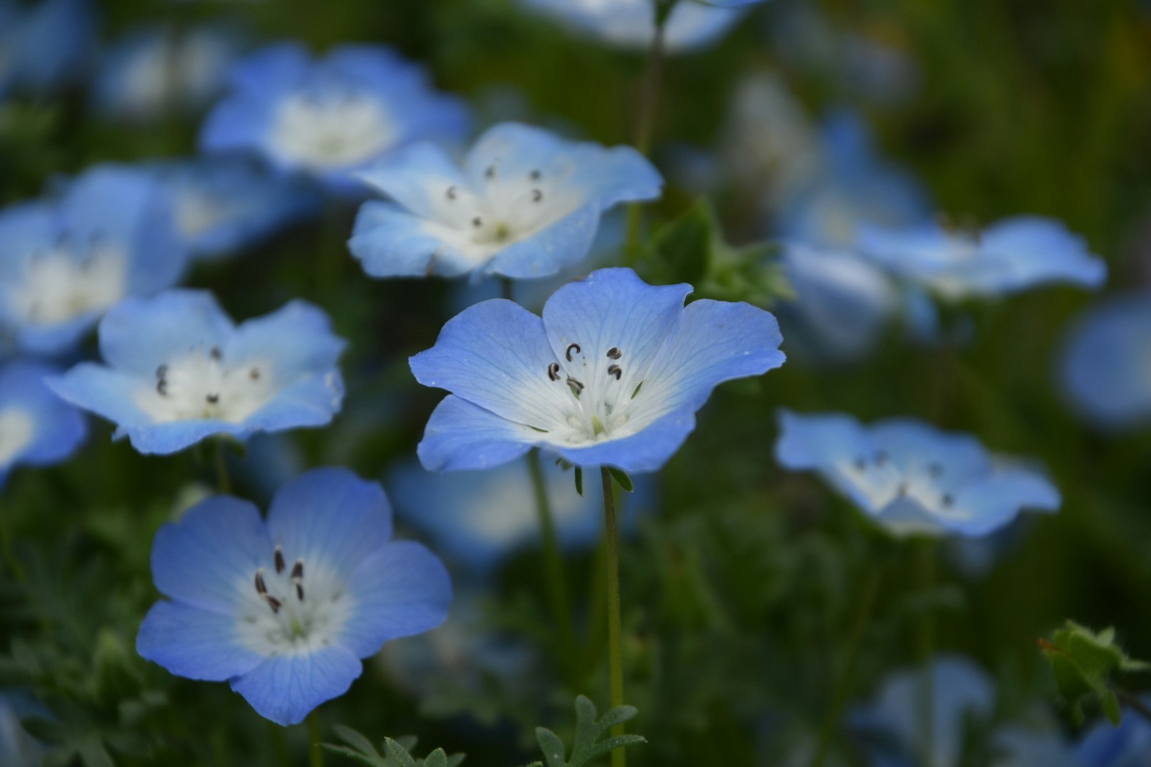 青い花が咲き並ぶボケのある花畑