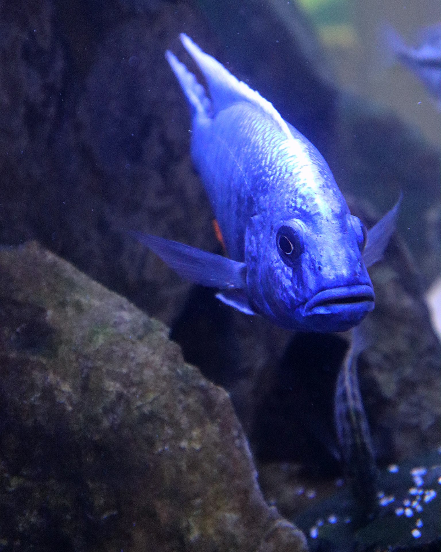 Blauer Fisch schwimmt um Felsen in einer Aquariumszene