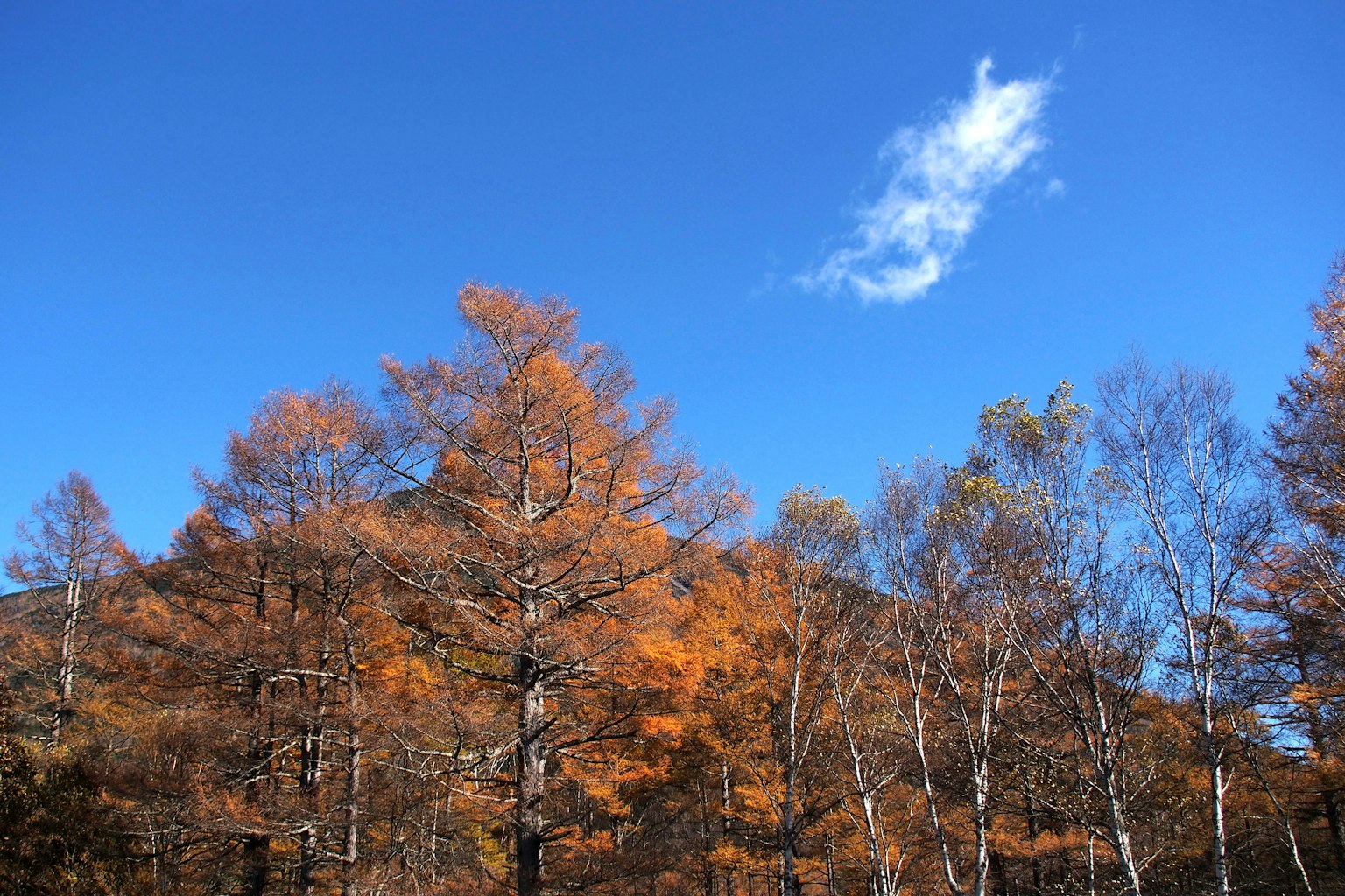 Landschaft mit Bäumen mit Herbstblättern unter einem blauen Himmel