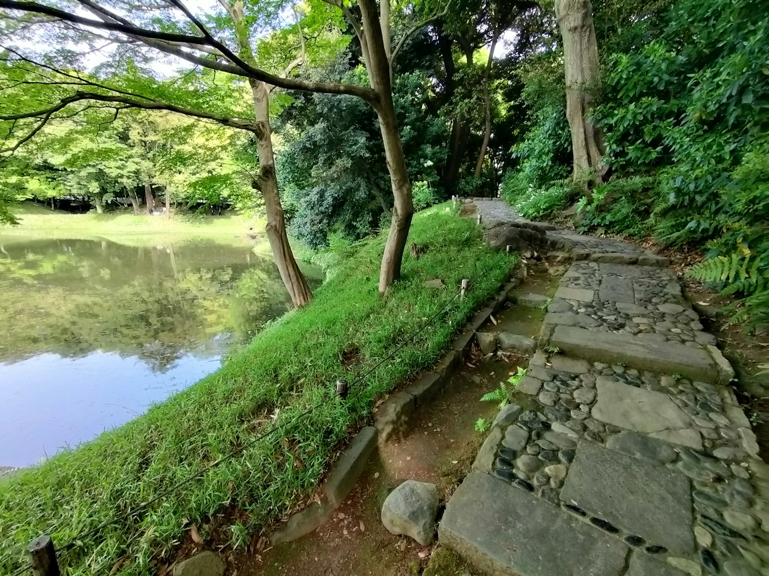 宁静池塘旁边的风景小径被郁郁葱葱的绿意环绕