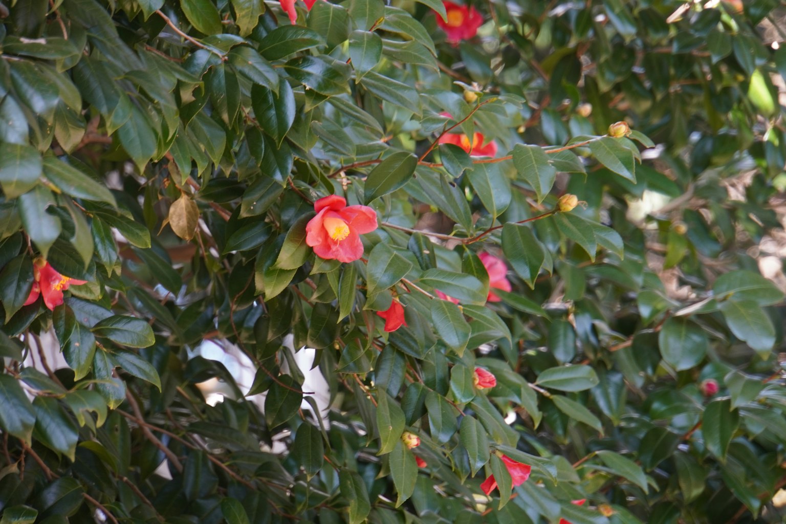 Eine lebendige rote Blume blüht zwischen grünen Blättern