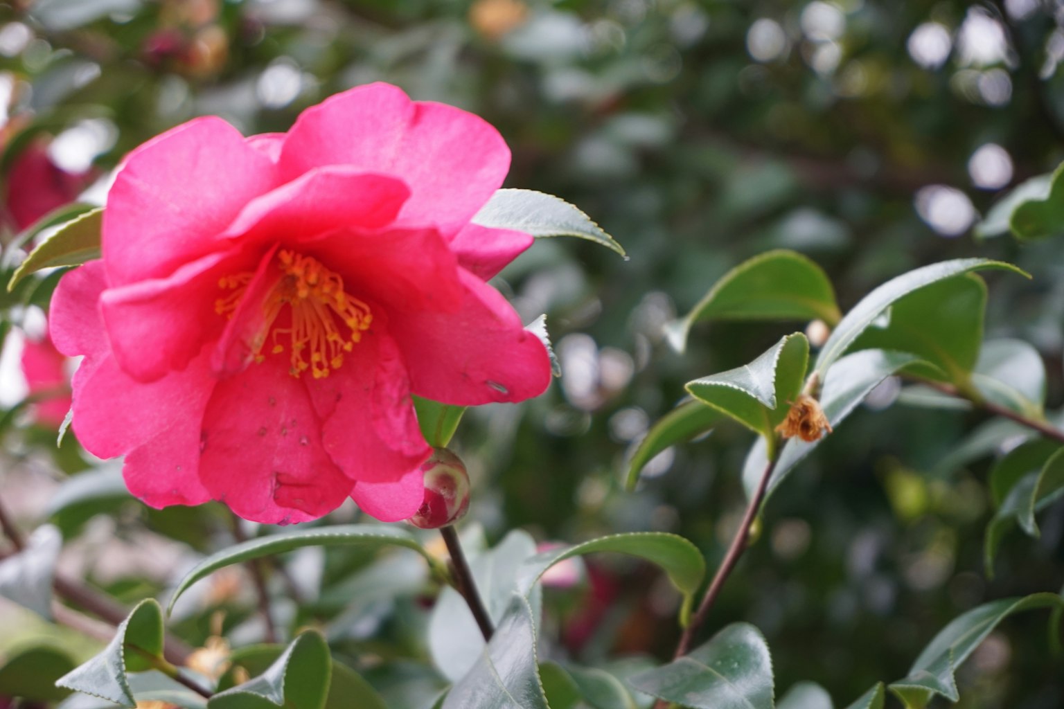 Bunga camelia pink cerah dengan daun hijau dalam pengaturan alami