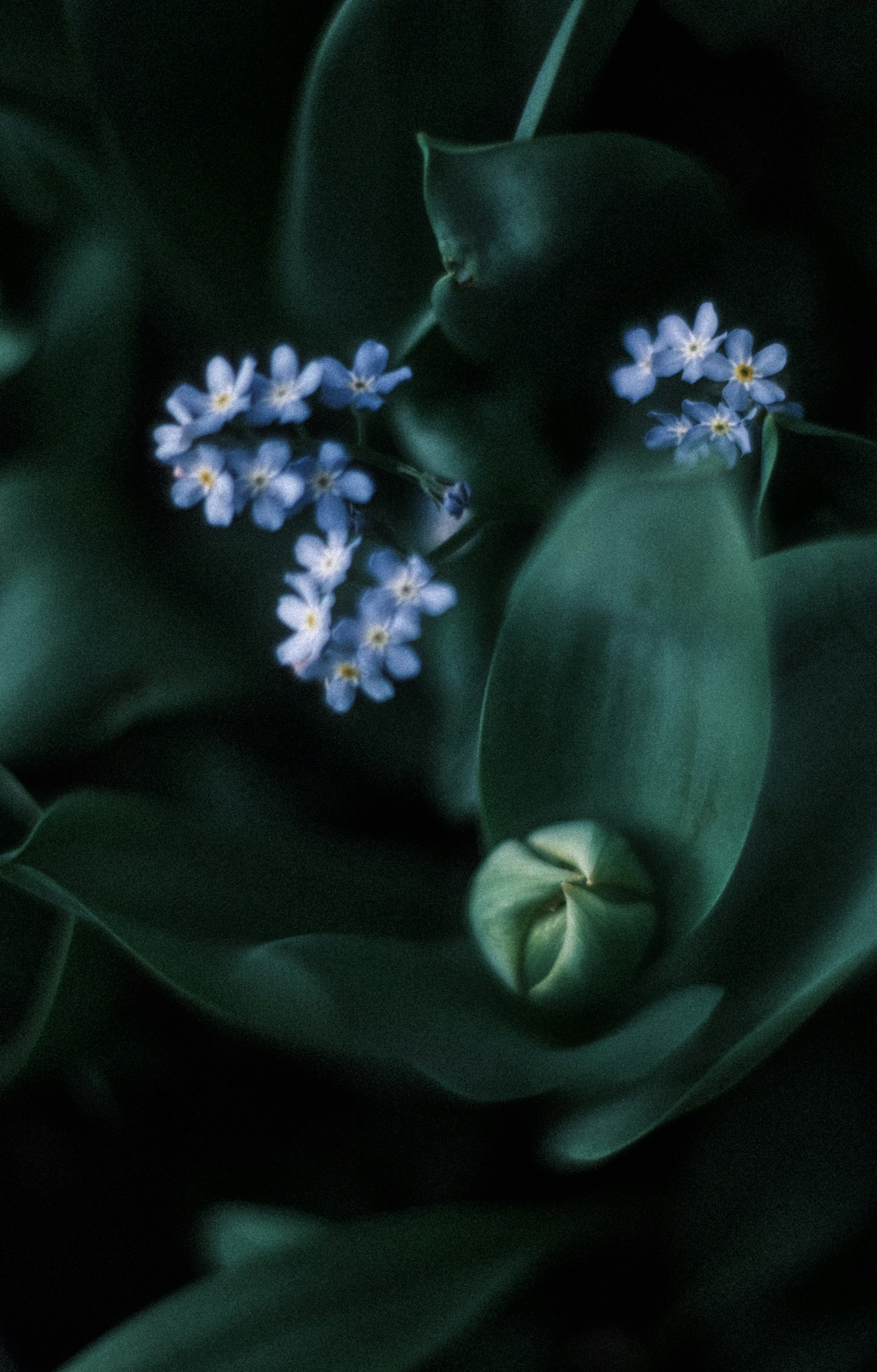 Image de petites fleurs bleues parmi des feuilles vertes
