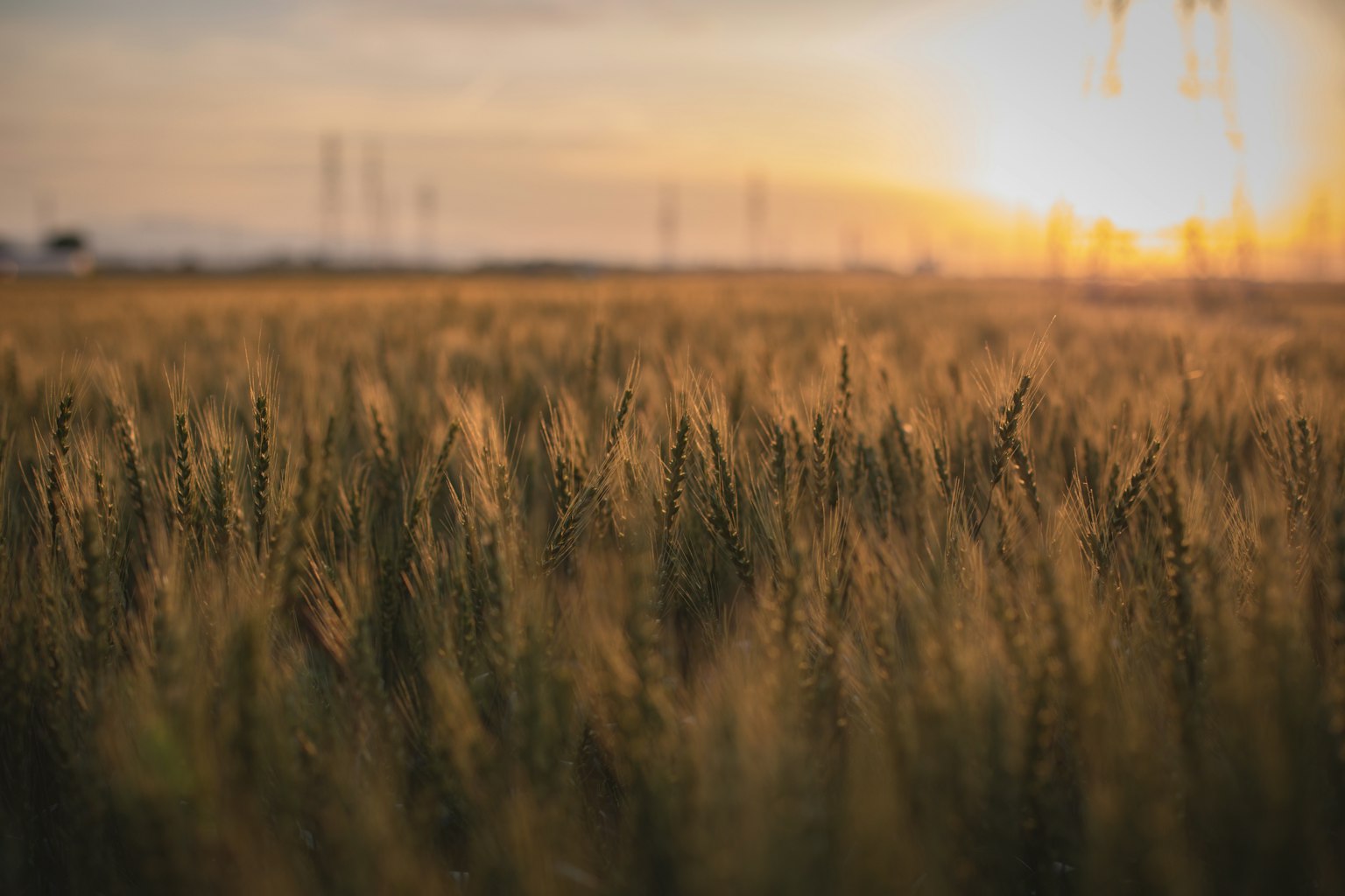 Landscape of a grain field at sunset with golden grains