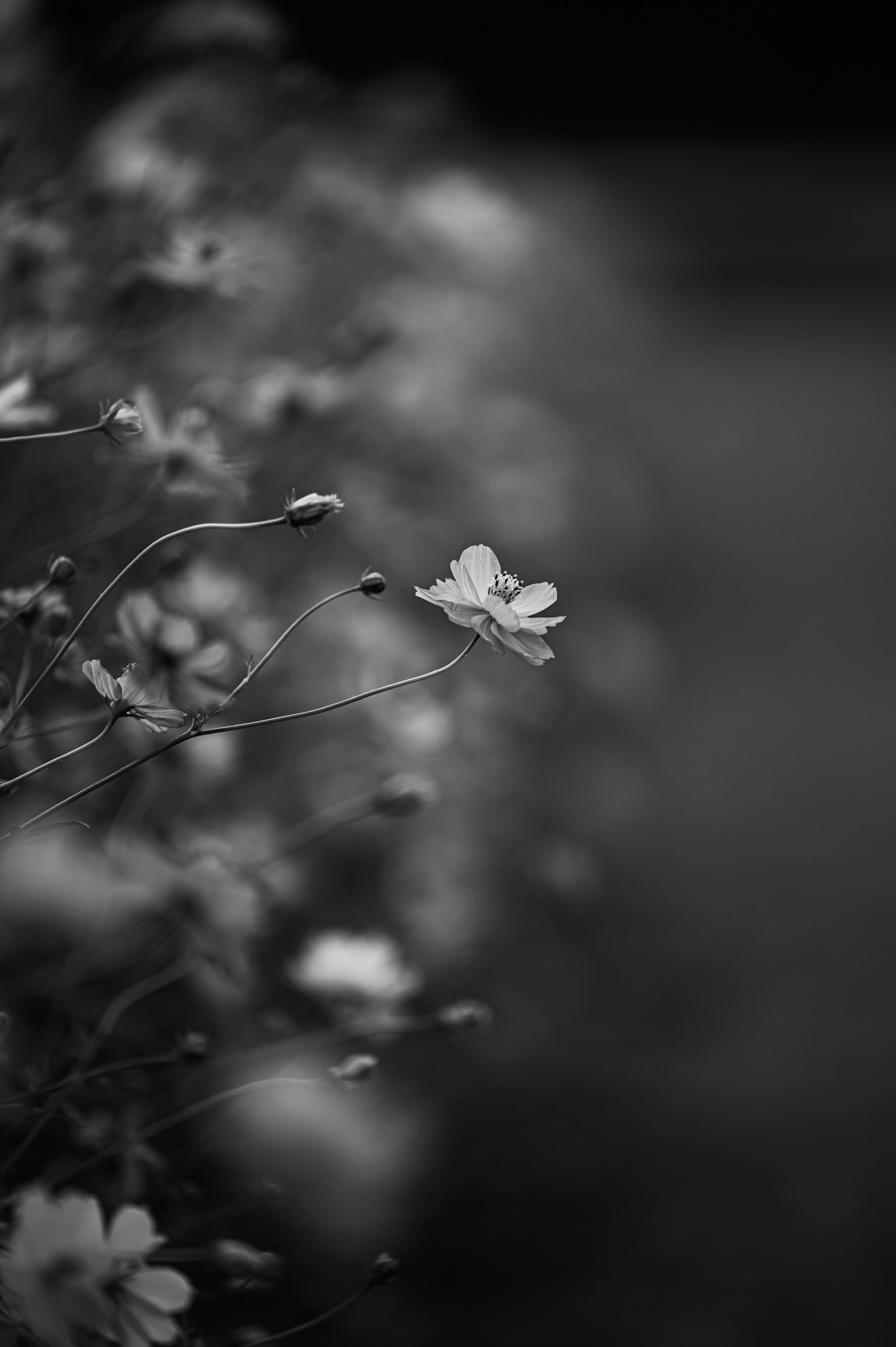 photo-ZZxUpUBenR4WB22elFUq-image