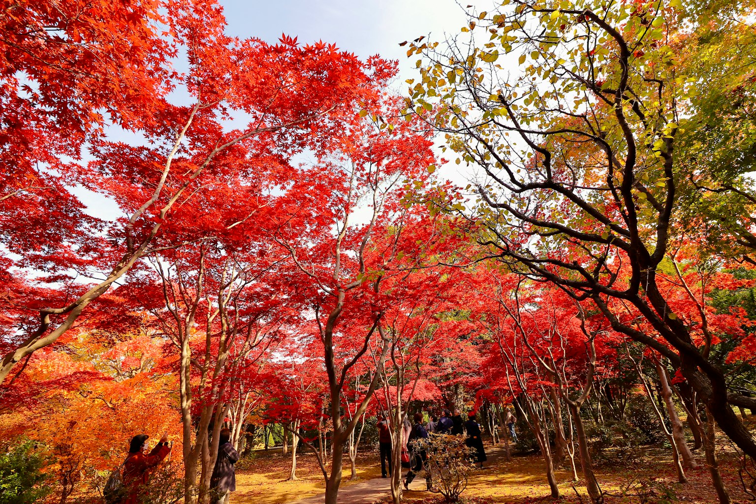 Vista escénica de follaje de otoño en un parque hojas rojas y naranjas vibrantes en los árboles