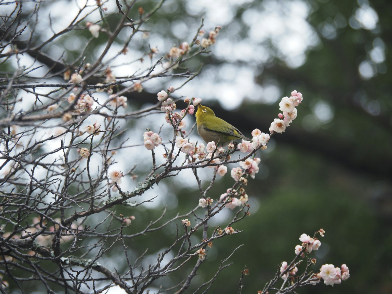 Un pequeño pájaro amarillo posado en una rama con flores de cerezo