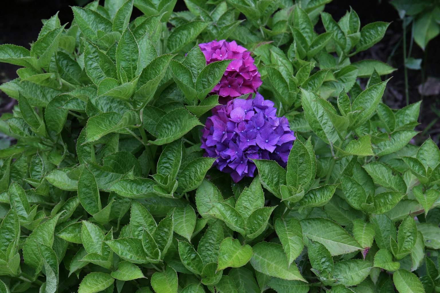 Acercamiento de flores rosas y moradas rodeadas de hojas verdes