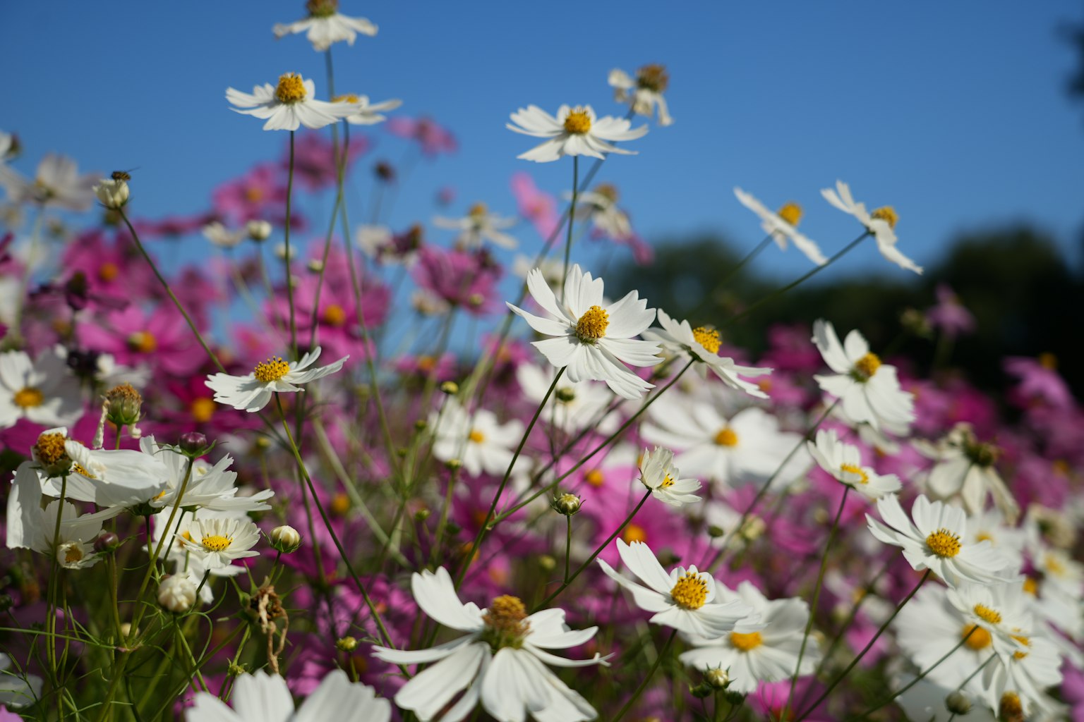 Un campo vibrante di fiori bianchi e rosa sotto un cielo blu chiaro