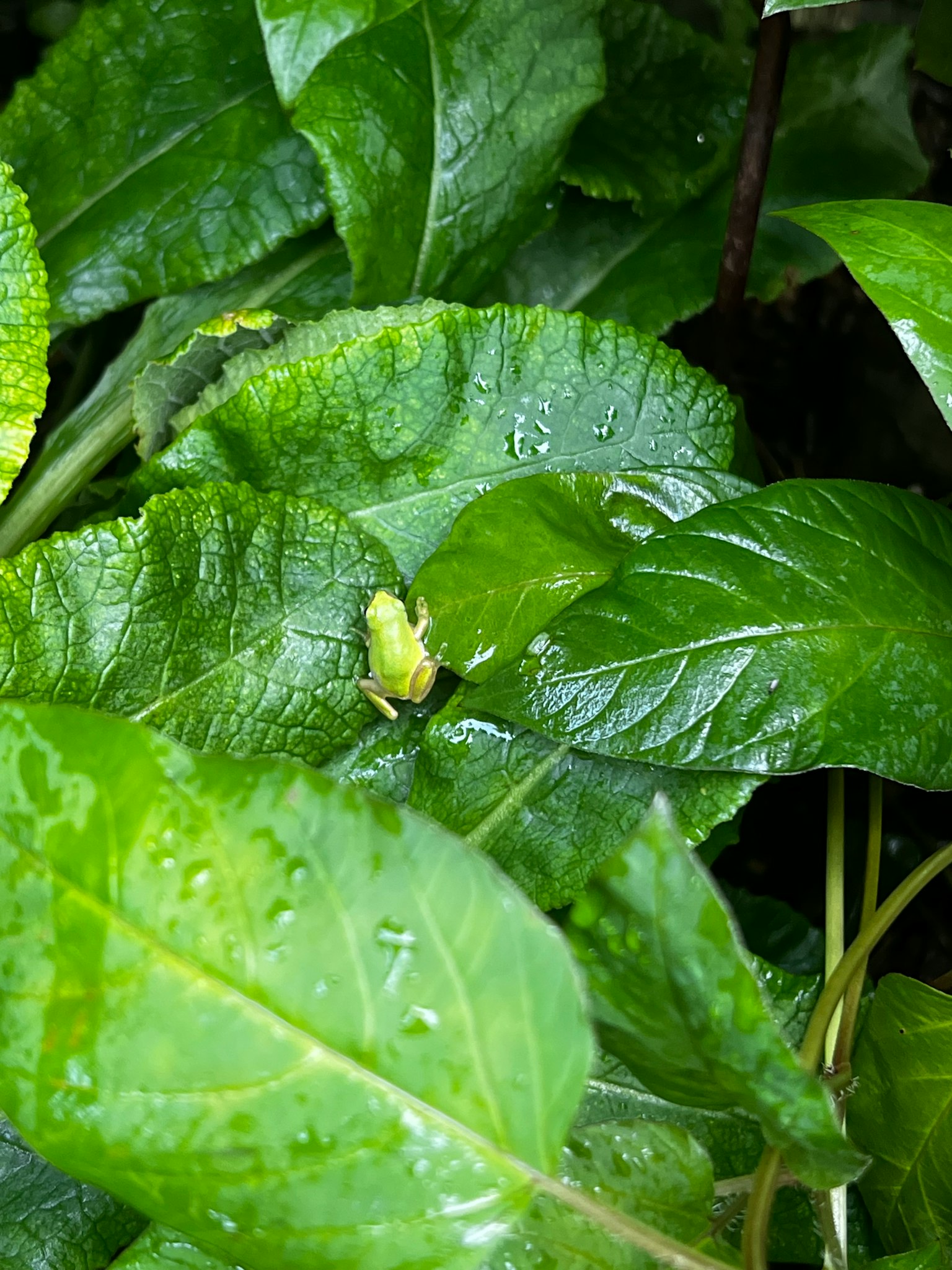 Un pequeño insecto sobre hojas verdes en un entorno húmedo