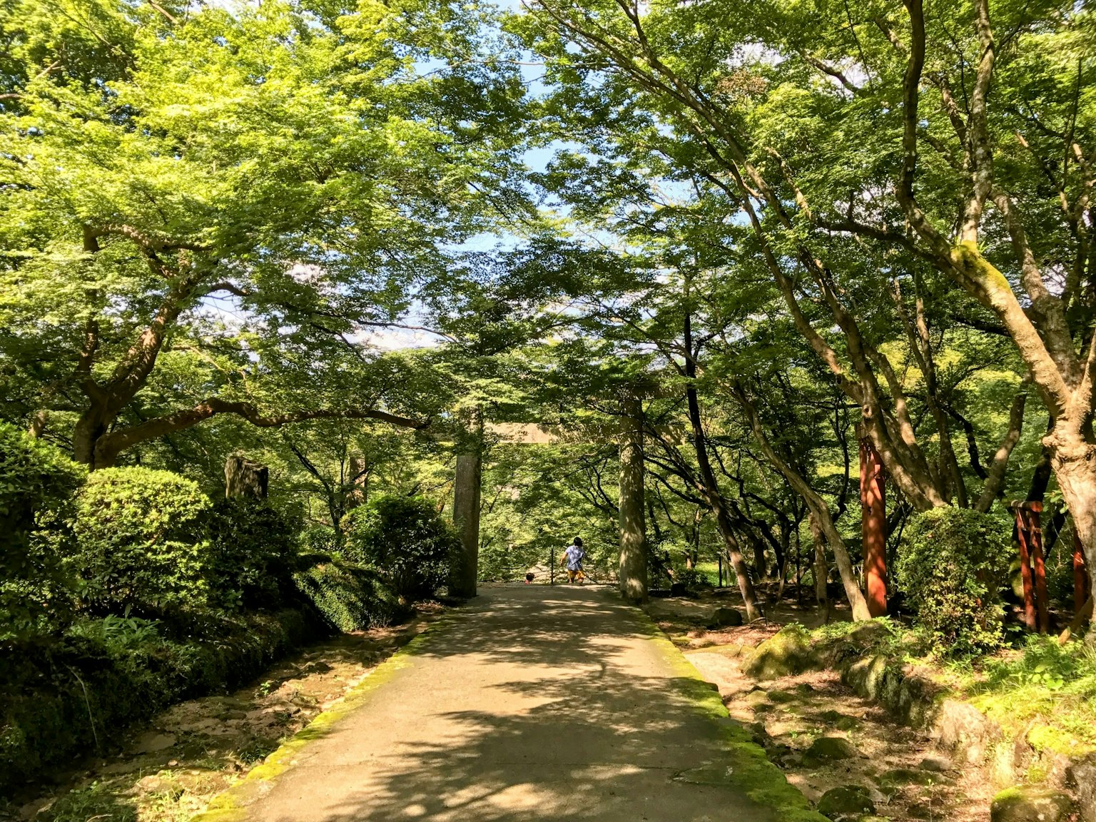 Ein ruhiger Weg, umgeben von üppigen grünen Bäumen
