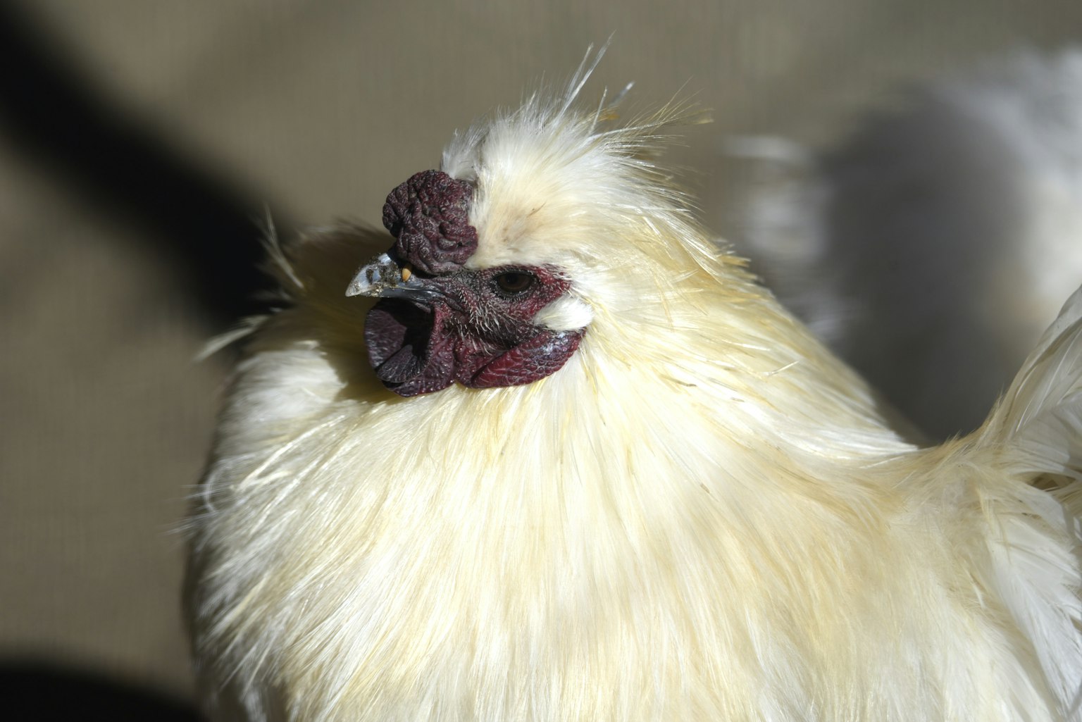 Imagen en primer plano de un pollo con plumas blancas