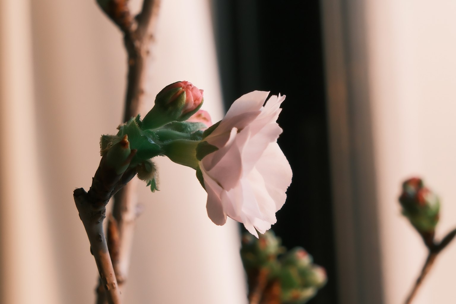 Close-up of a branch with a pale pink flower and buds