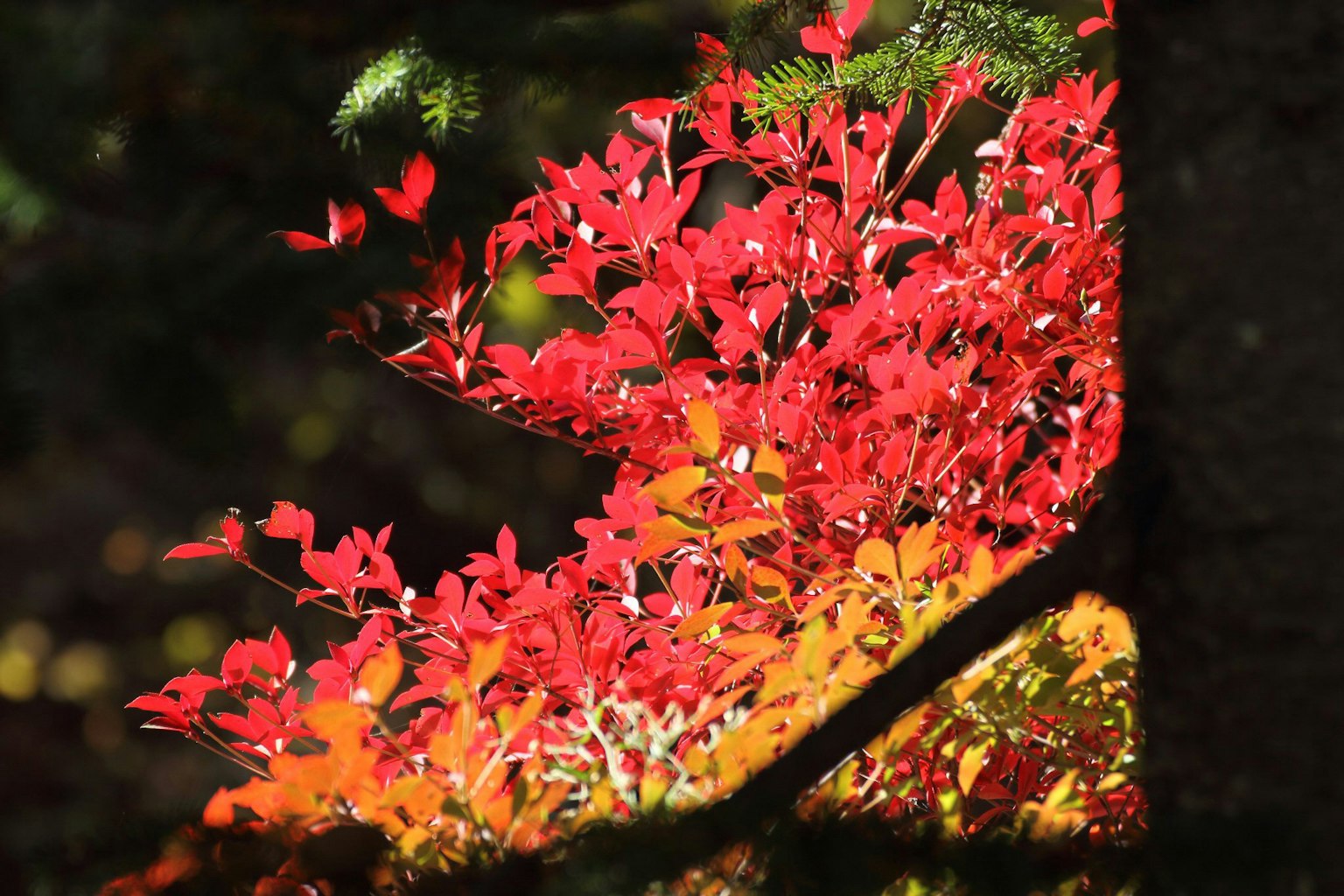 Feuilles rouges et orange vives des arbres d'automne
