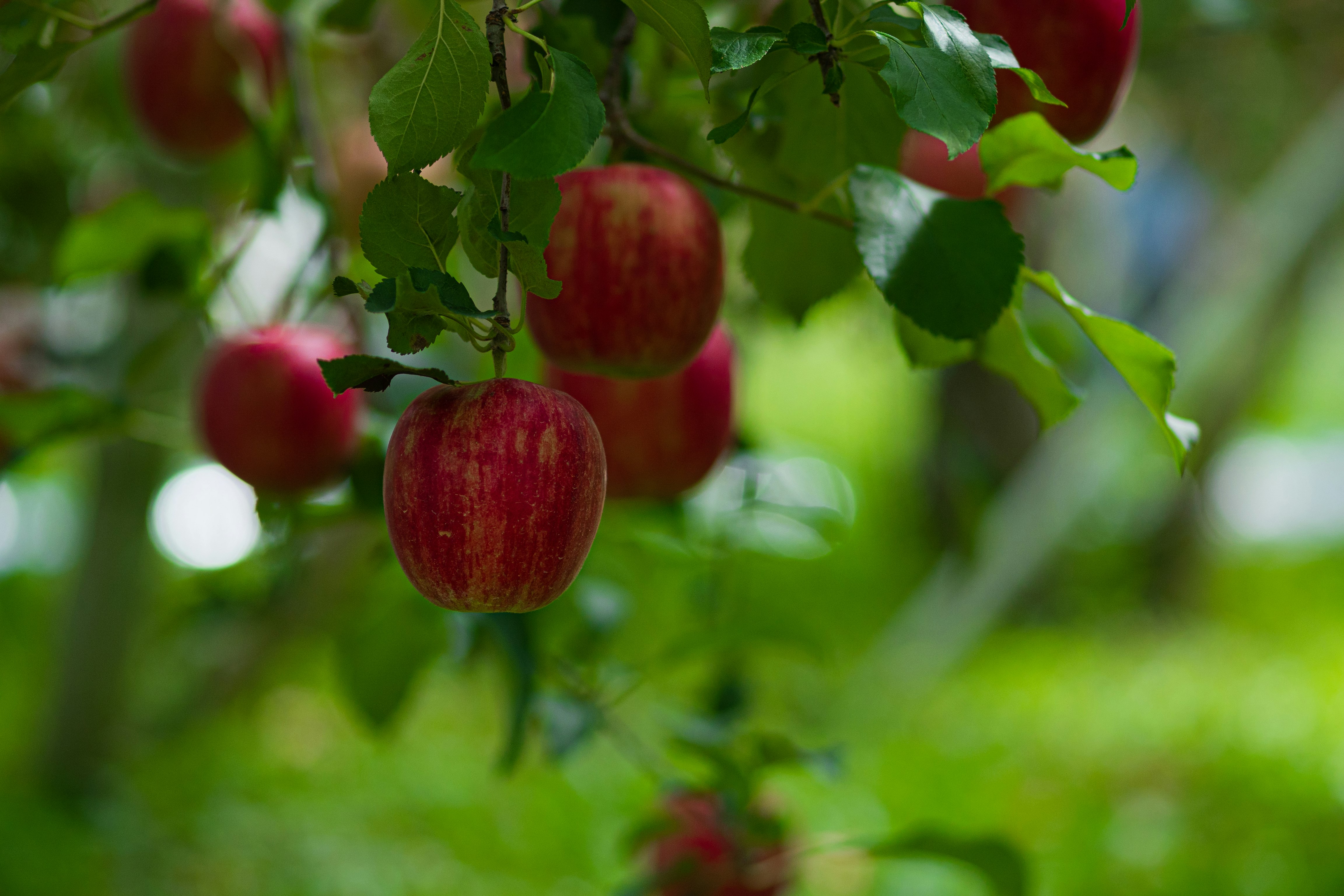 primo piano di mele rosse che maturano su un ramo