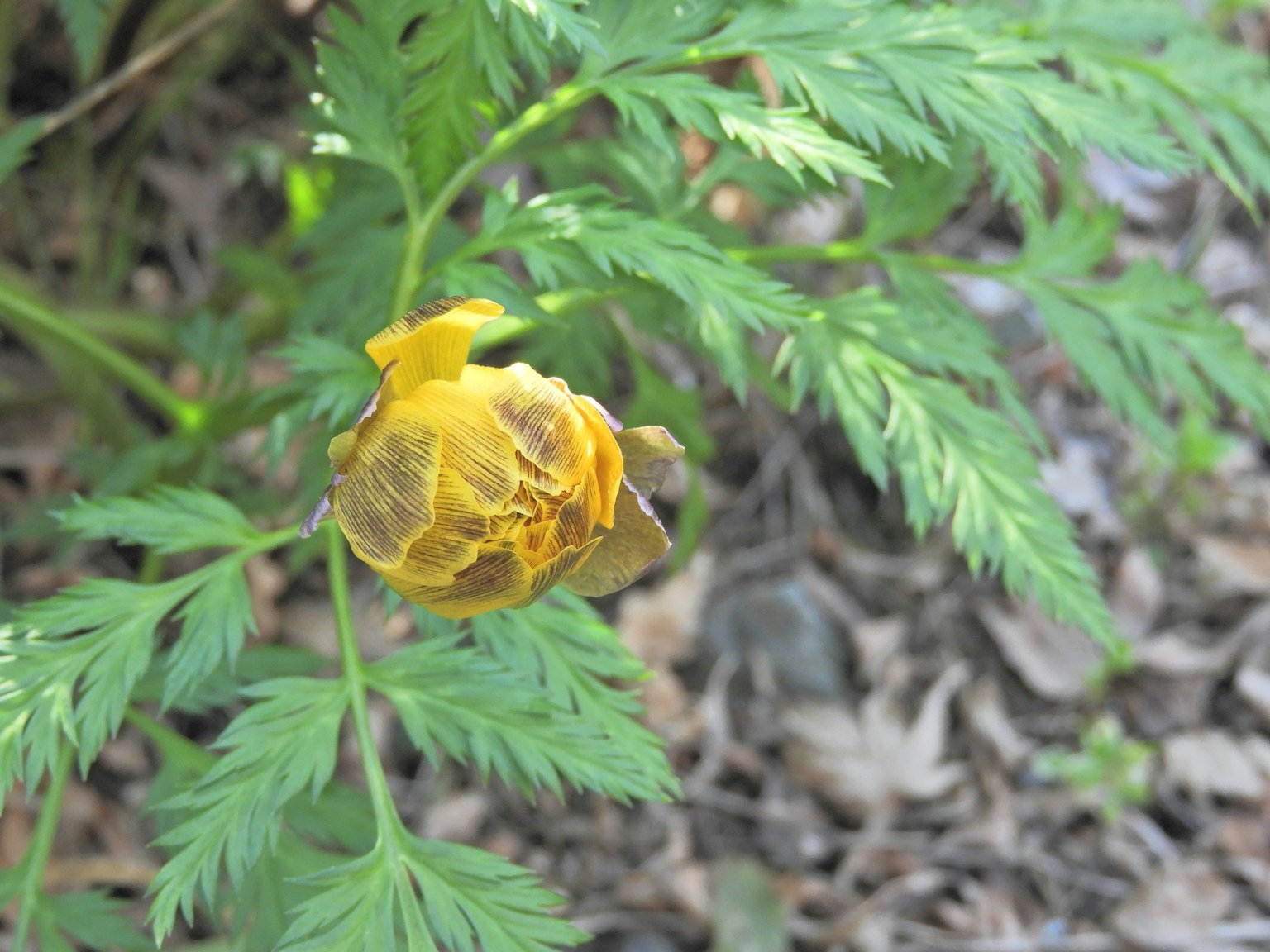 Plant with a yellow flower bud and green leaves
