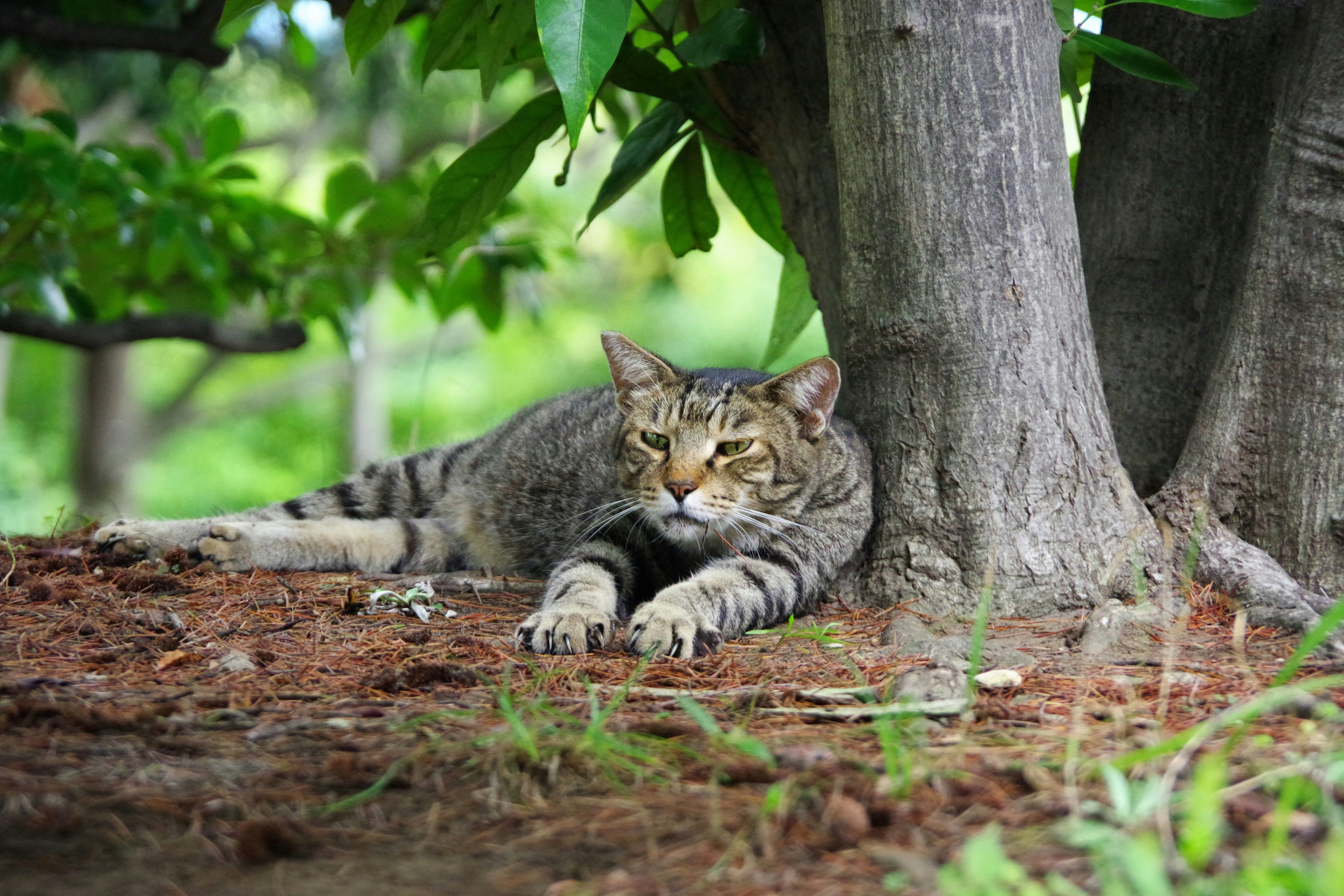stray cat resting by a tree