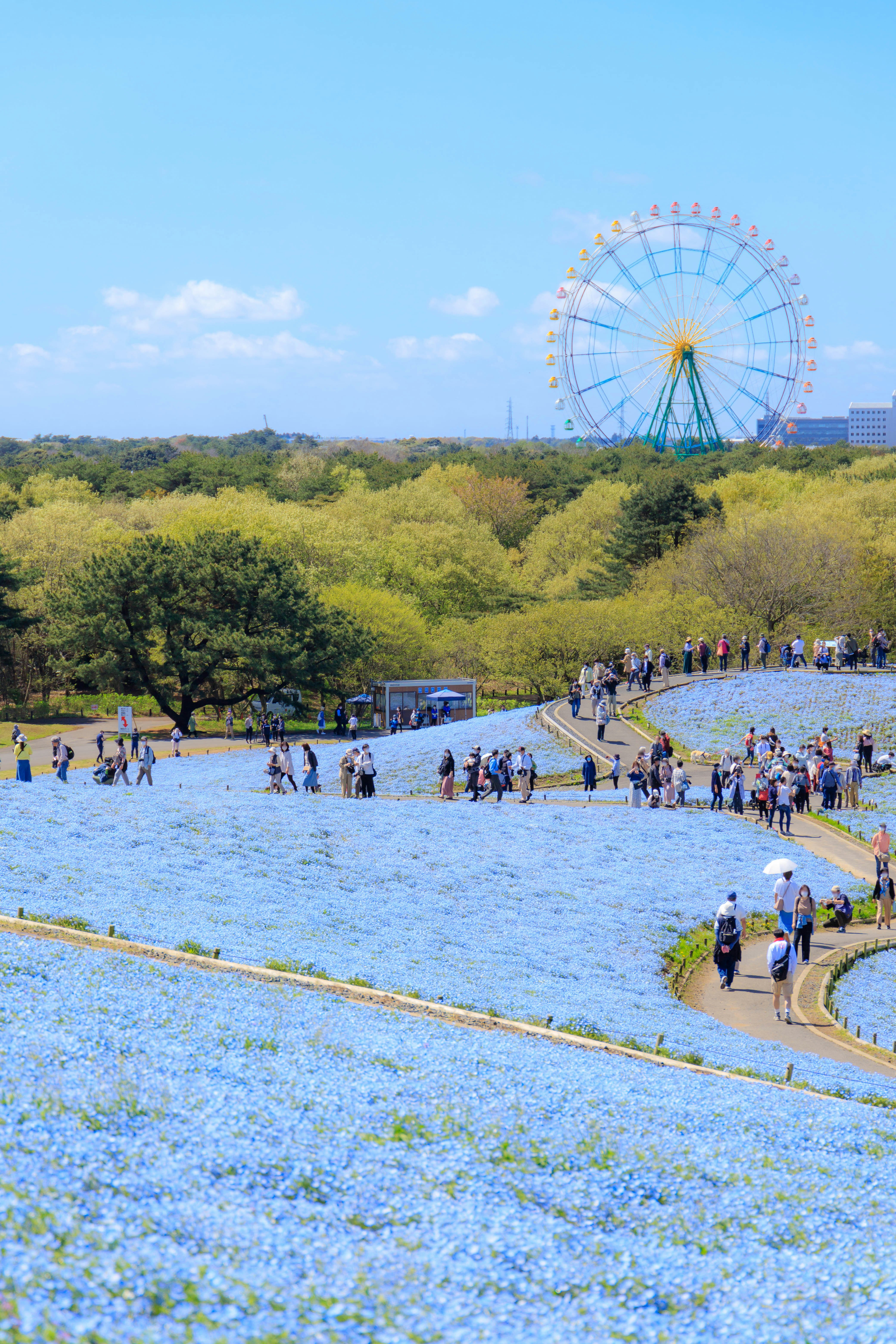 Flower field on a hillside with a Ferris wheel in a park