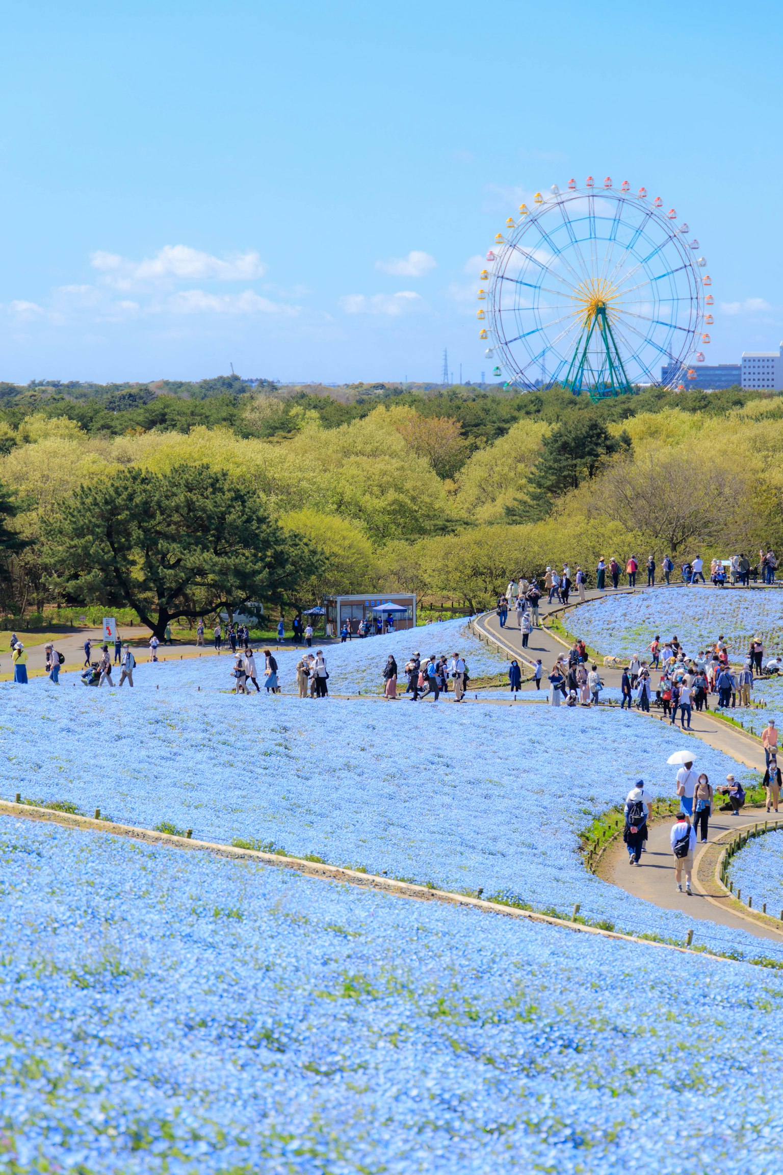 Pemandangan ladang bunga biru dengan orang-orang berjalan dan roda ferris di latar belakang