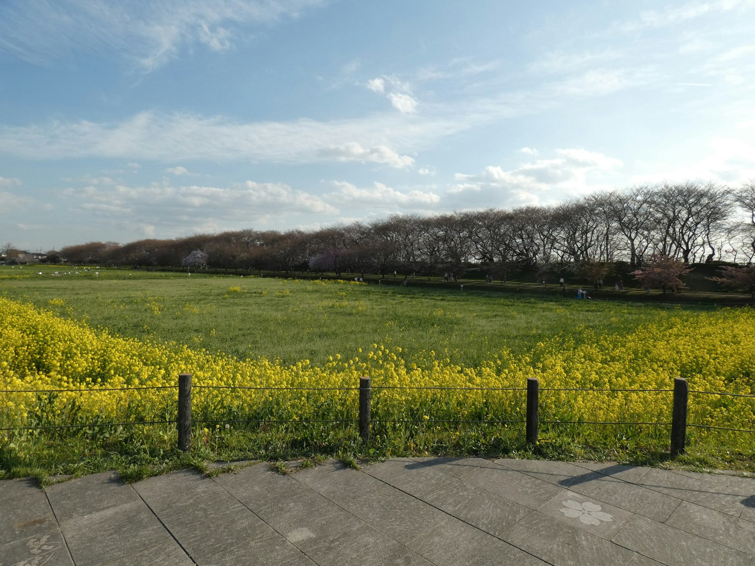 蓝天之下的黄色花田和绿色草地的风景
