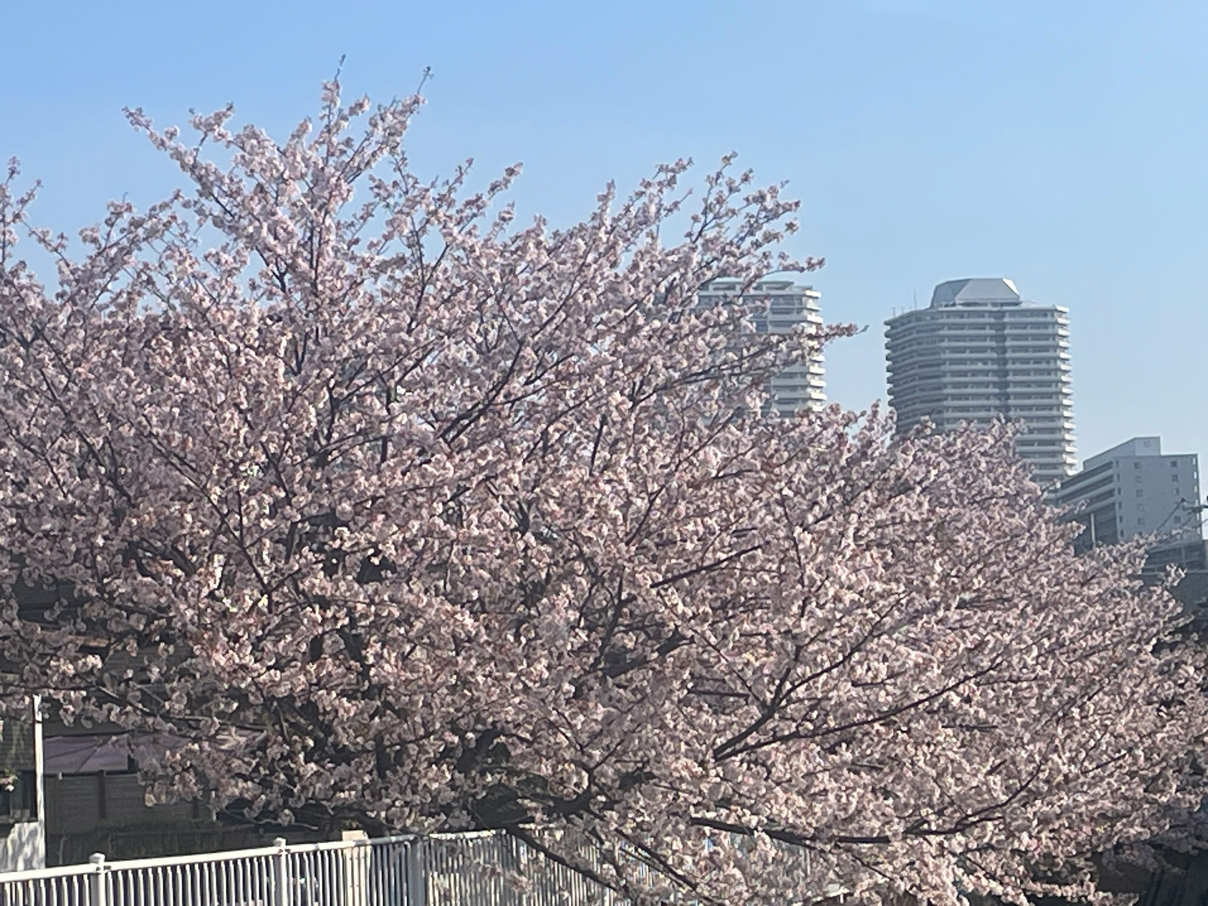 Frühlings-Stadtansicht mit Kirschblüten und Hochhäusern