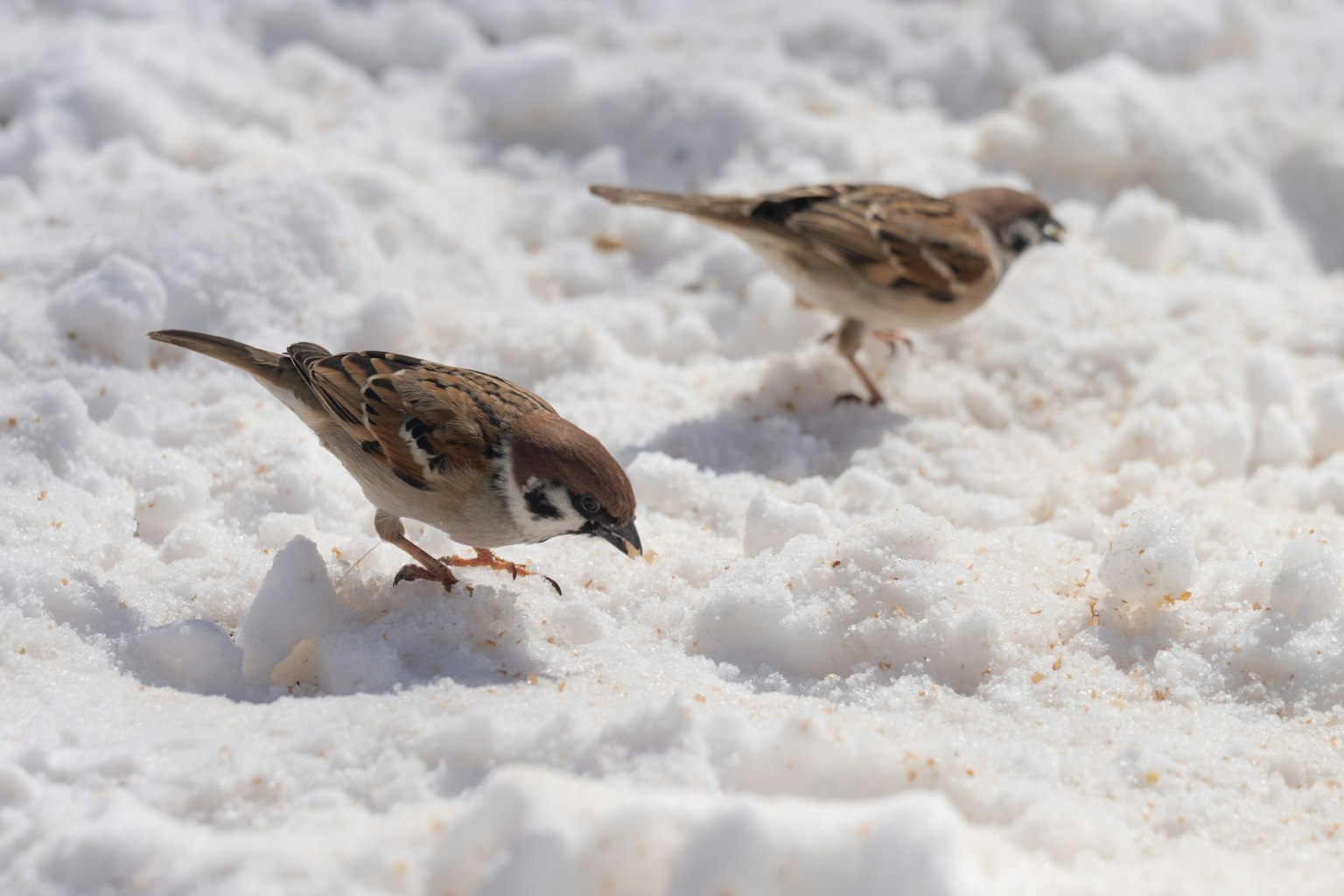 Dua burung pipit berjalan di atas salju